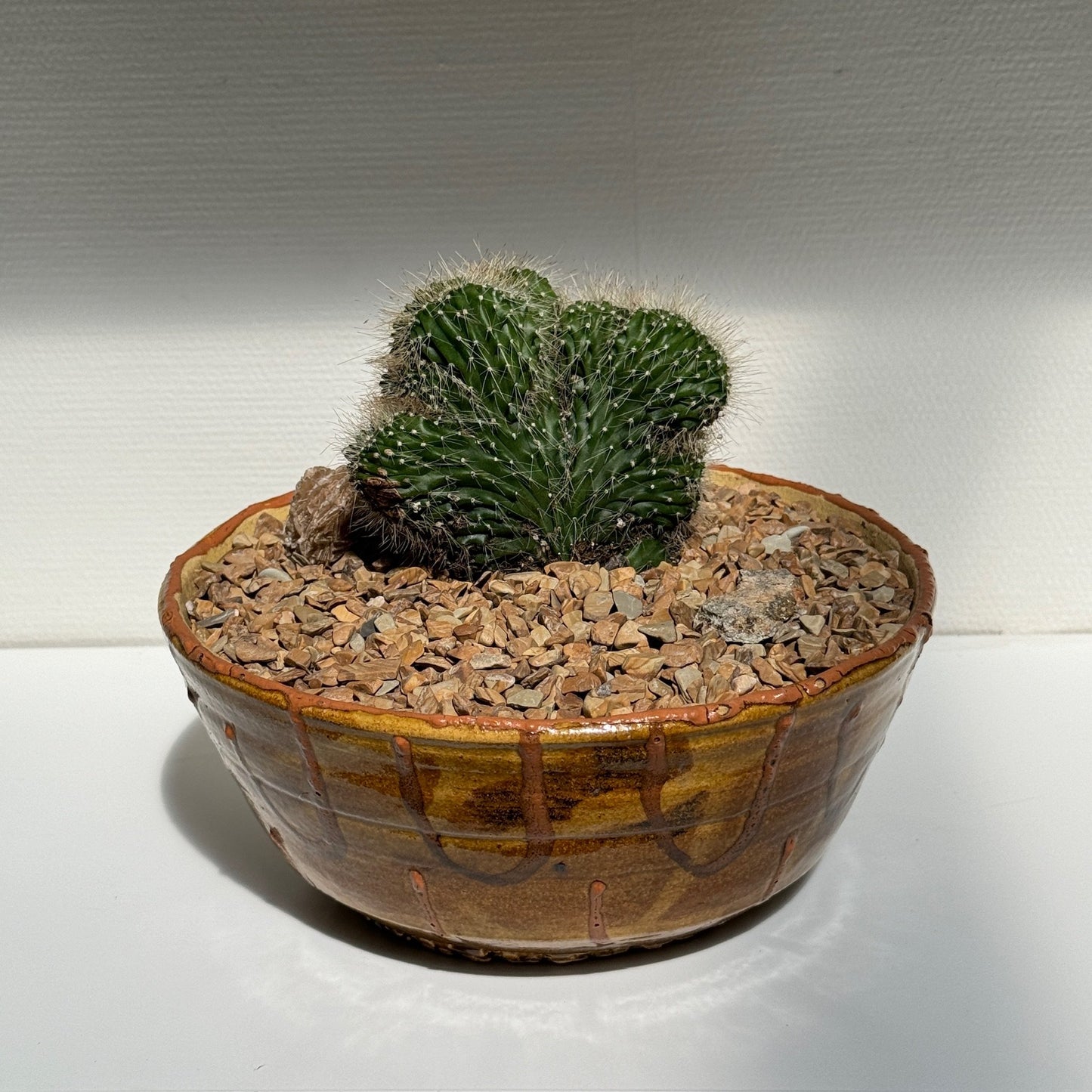 Neobuxbaumia Euphorbioides 'Cristata' in Vintage Handmade Ochre Ceramic Bowl
