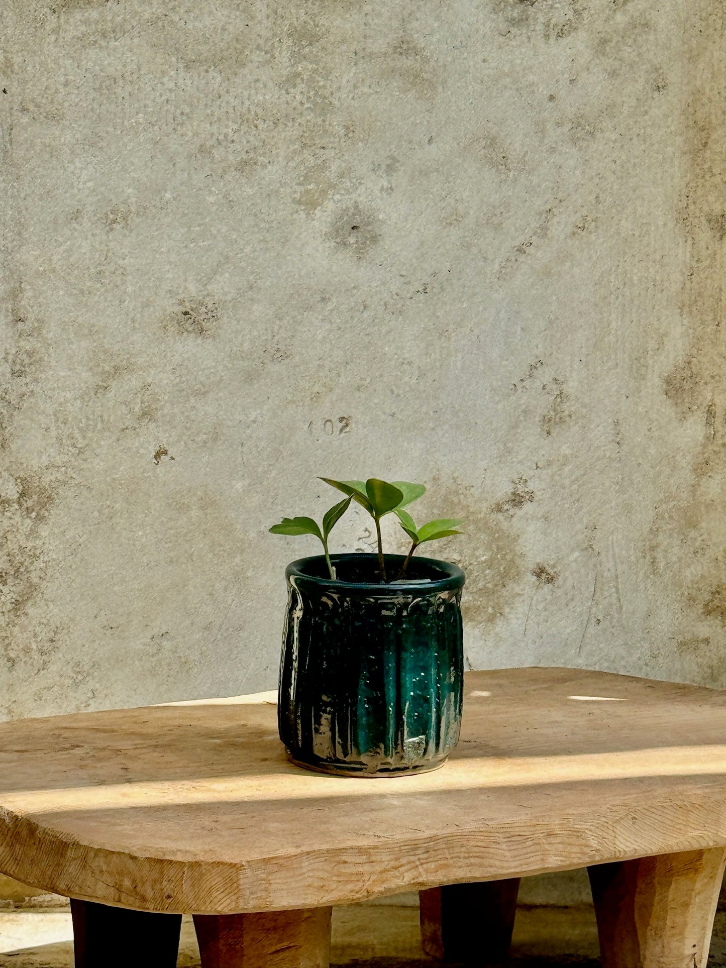 Zamia Furfuracea in teal planter