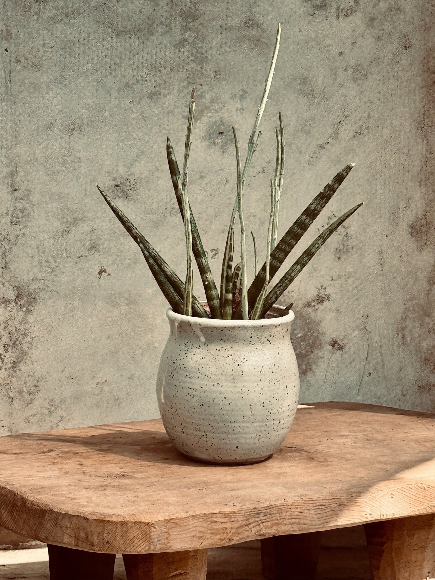 Beige spatter vase with a Sansevieria Fernwood