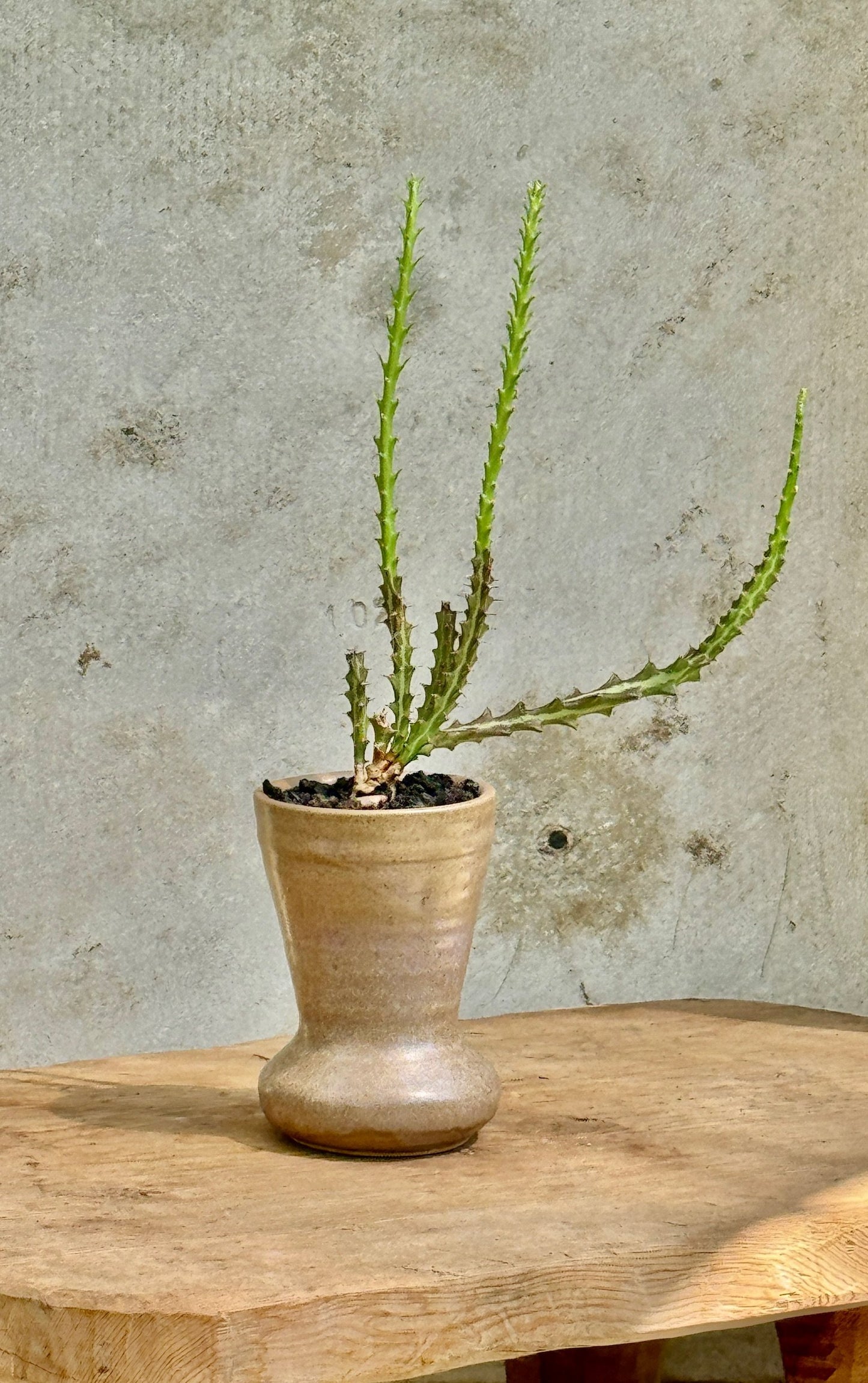 Fluted round beige planter with Succulent Cactus