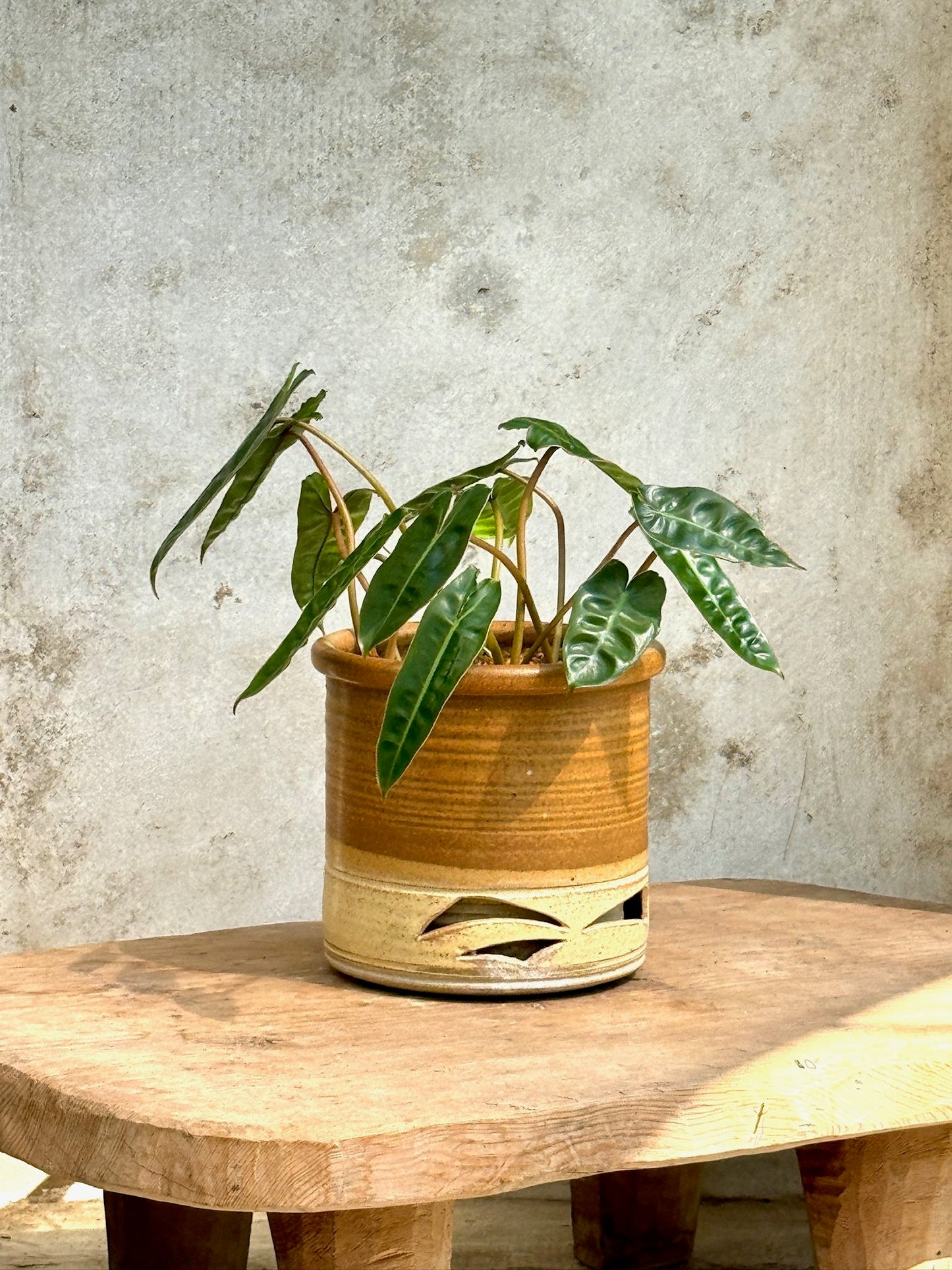 Philodendron Billietiae in ceramic Planter