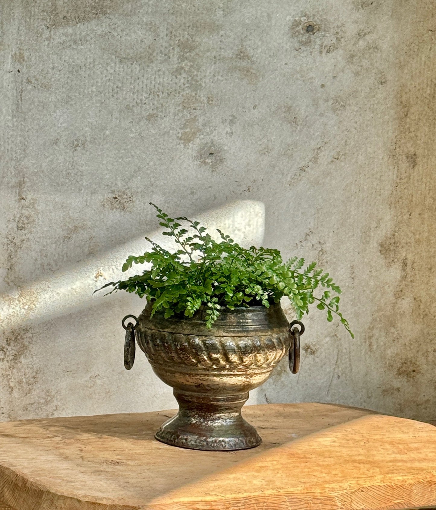 Fern in Metal Urn Planter with Handles
