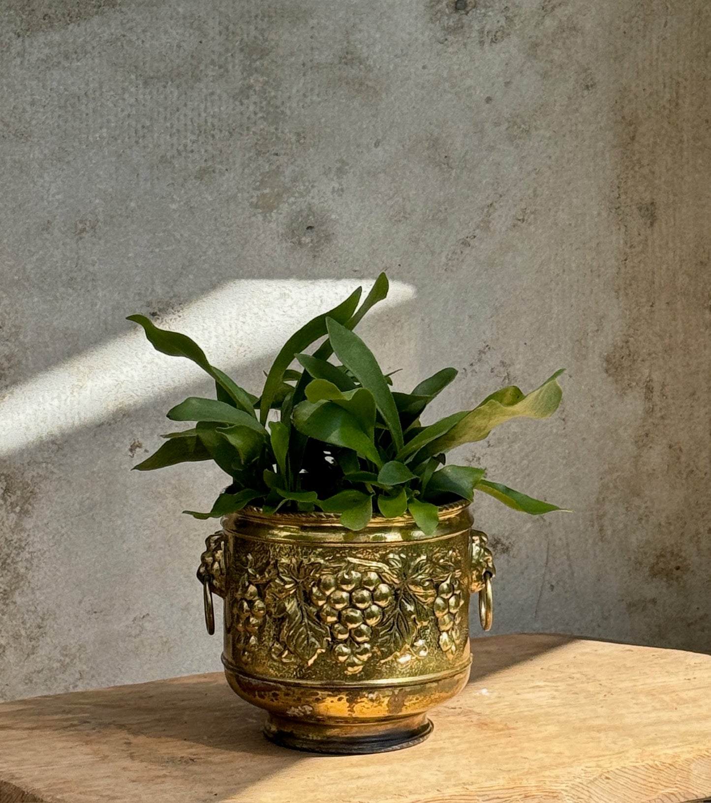 3 Staghorn Fern in brass pot with grape decoration
