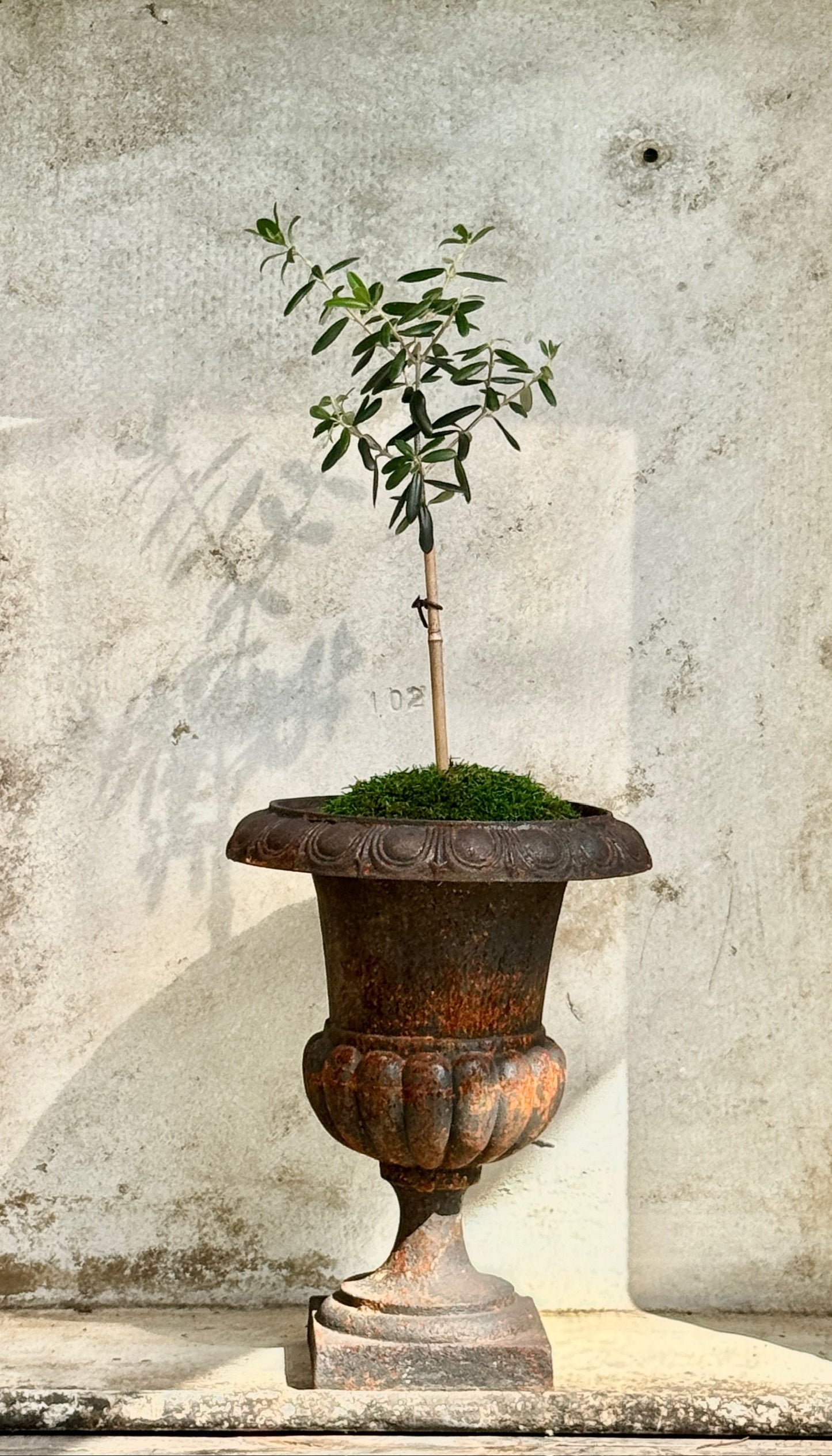 Olive Tree in Cast Iron Urn (Set of 2 Available)