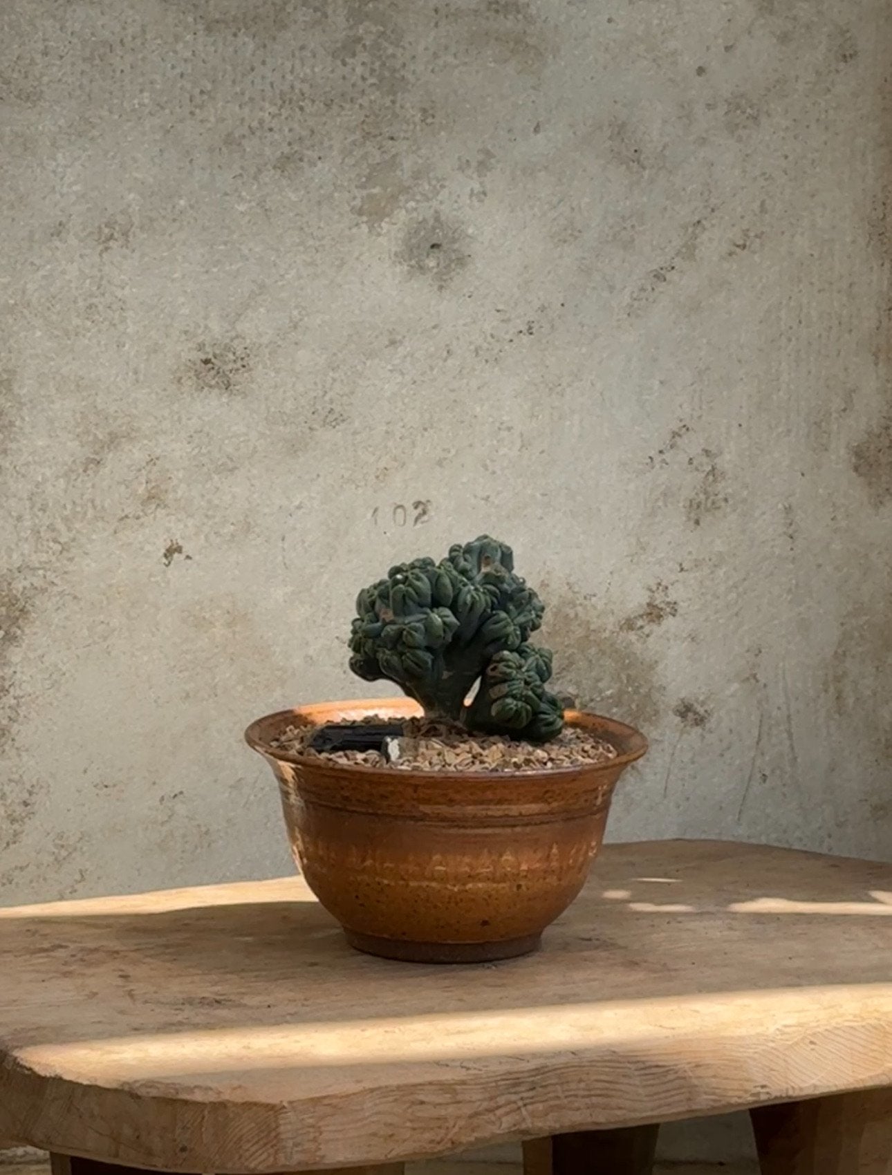 Ming Thing cactus in Terra-cotta glazed planter