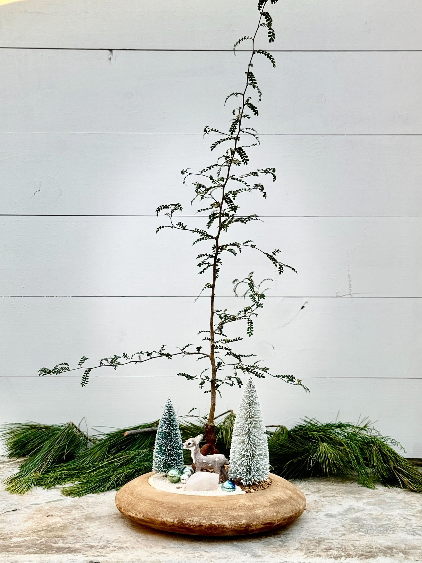 Festive Operculicarya Decaryi Tabletop Arrangement