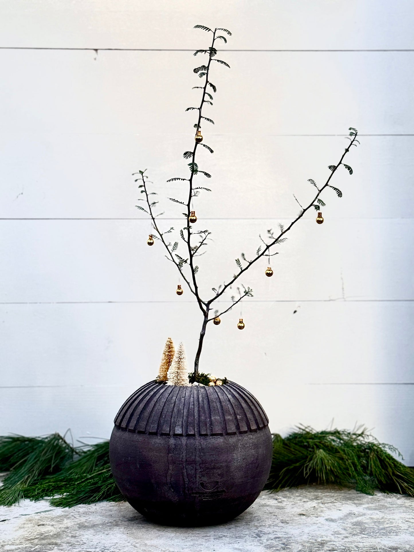 Festive Operculicarya Decaryi Round Imported Italian Dark Terracotta