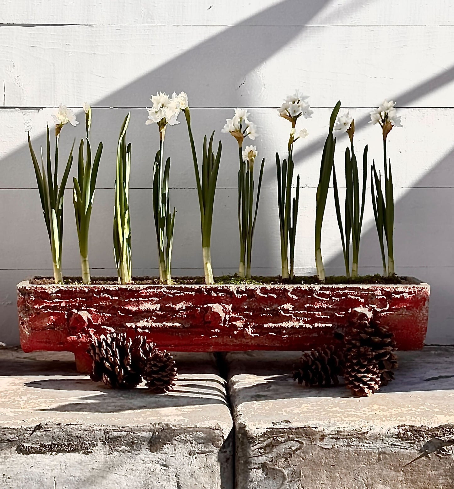 Paperwhite Narcissus in 1960's Faux Bois Planter