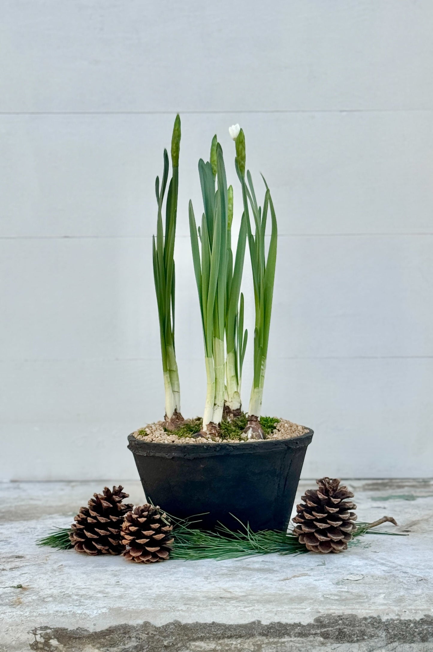 Narcissus arrangement in dark terracotta planter
