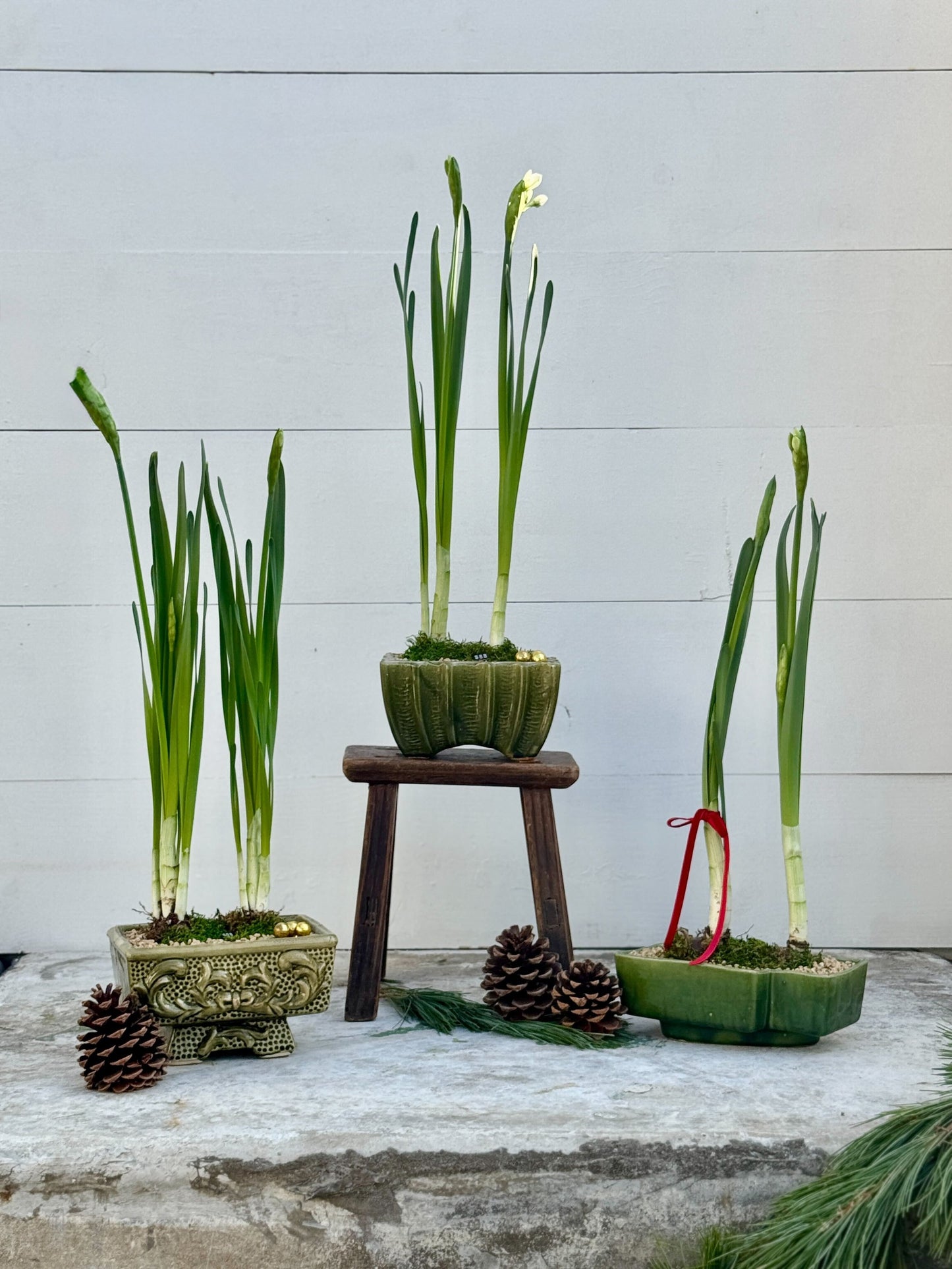 Narcissus in vintage planter (Right)