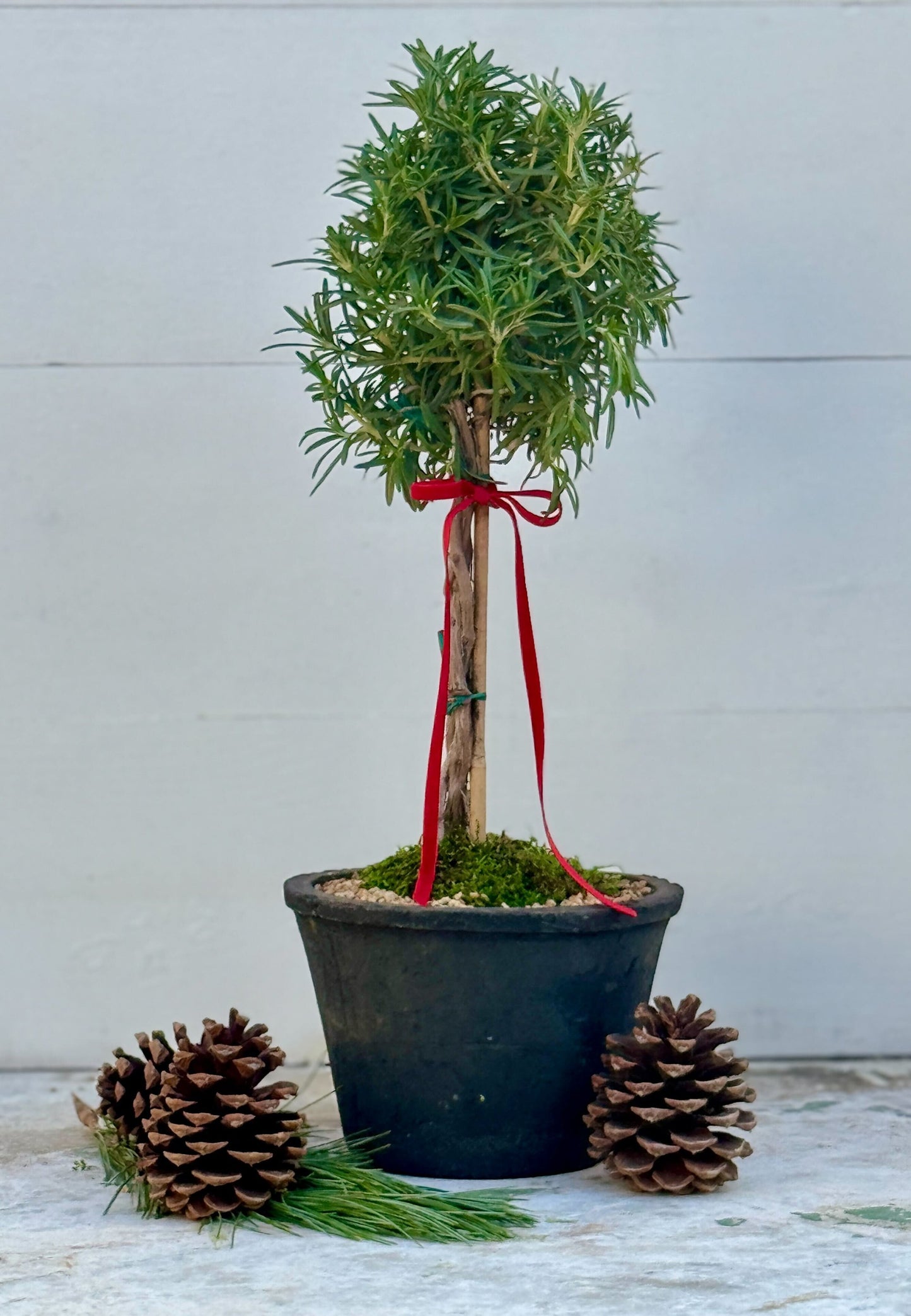 Topiary Rosemary in black planter