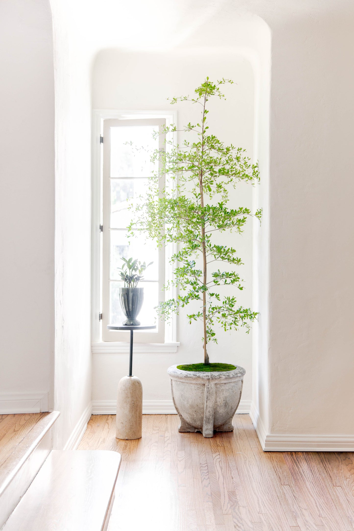 Potted 7ft Shady Lady, Black Olive Tree