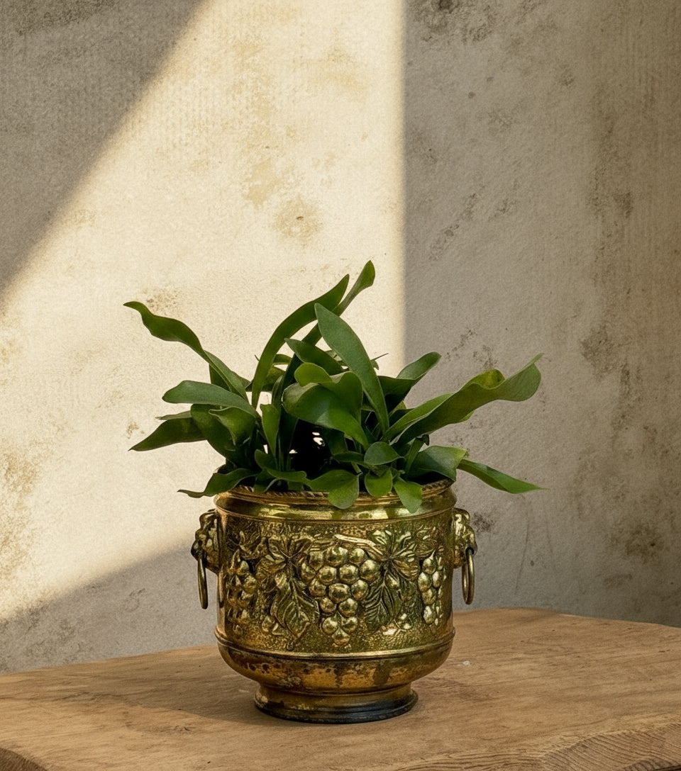 Staghorn fern in an elegant vintage brass pot with ornate grape decoration, blending lush greenery with timeless home decor charm — Hommes and Gardens, Plant Arrangements Collection, Potted Houseplants, Home Decor, Indoor Plants, Vintage Planters, Brass Decor, Classic Interior Styling, Botanical Accent, Designer Greenery, Artistic Plant Display.