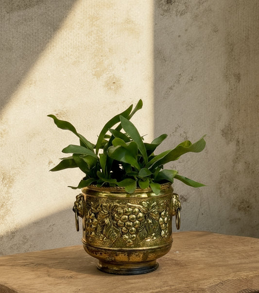 Staghorn fern in an elegant vintage brass pot with ornate grape decoration, blending lush greenery with timeless home decor charm — Hommes and Gardens, Plant Arrangements Collection, Potted Houseplants, Home Decor, Indoor Plants, Vintage Planters, Brass Decor, Classic Interior Styling, Botanical Accent, Designer Greenery, Artistic Plant Display.