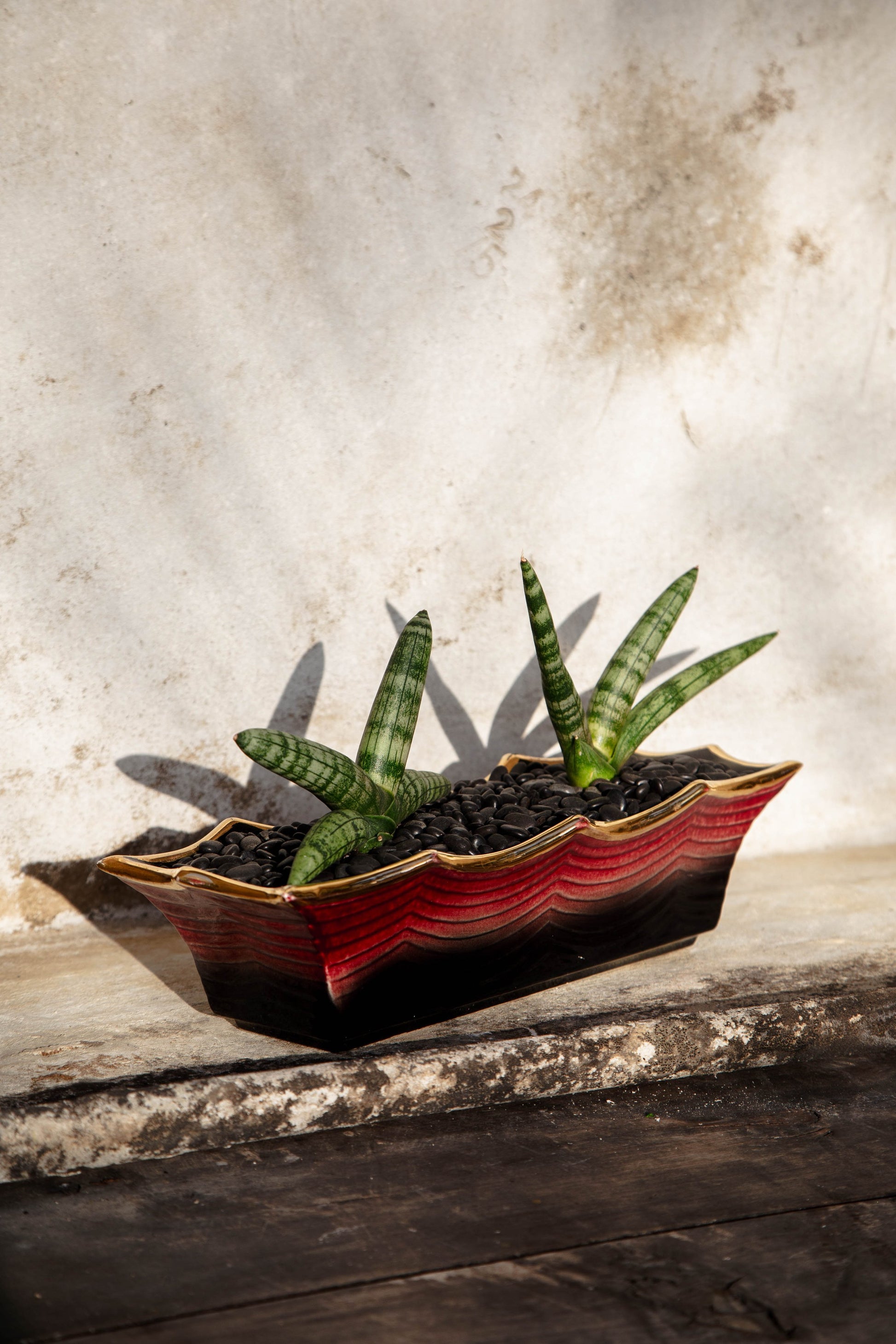 Starfish Snake Plant (Sansevieria Cylindrica) in a vintage Hull pink and black pot, stylish and easy-care houseplant — Hommes and Gardens, Plant Arrangements Collection, Indoor Greenery, Modern Decor, Natural Styling, Designer Planter.