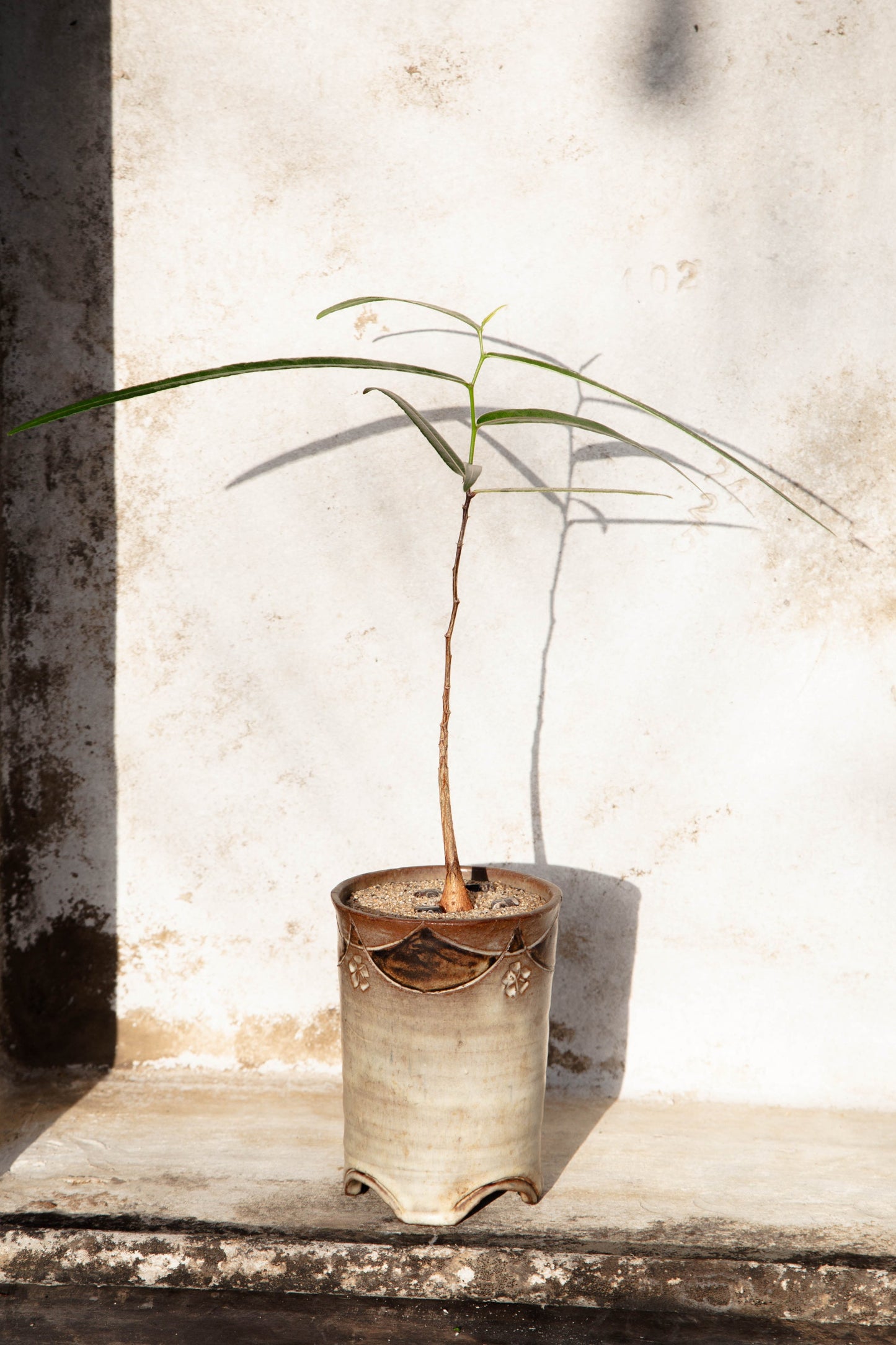 Brachychiton Rupestris 'Queensland Bottle Tree' in Handmade footed Ceramic Vessel