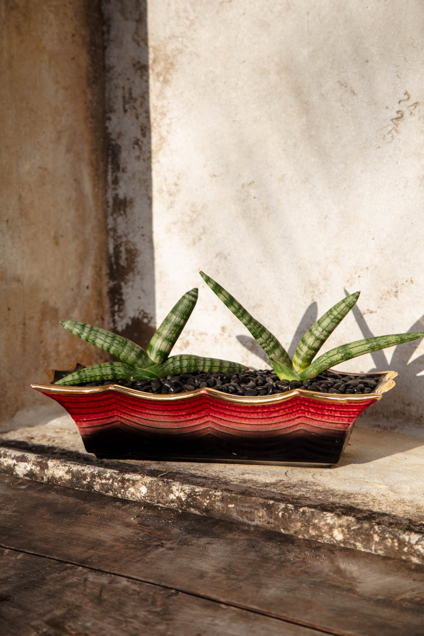 Sansevieria Cylindrical 'Starfish Snake Plant' in Vintage Hull Pink and Black Vessel