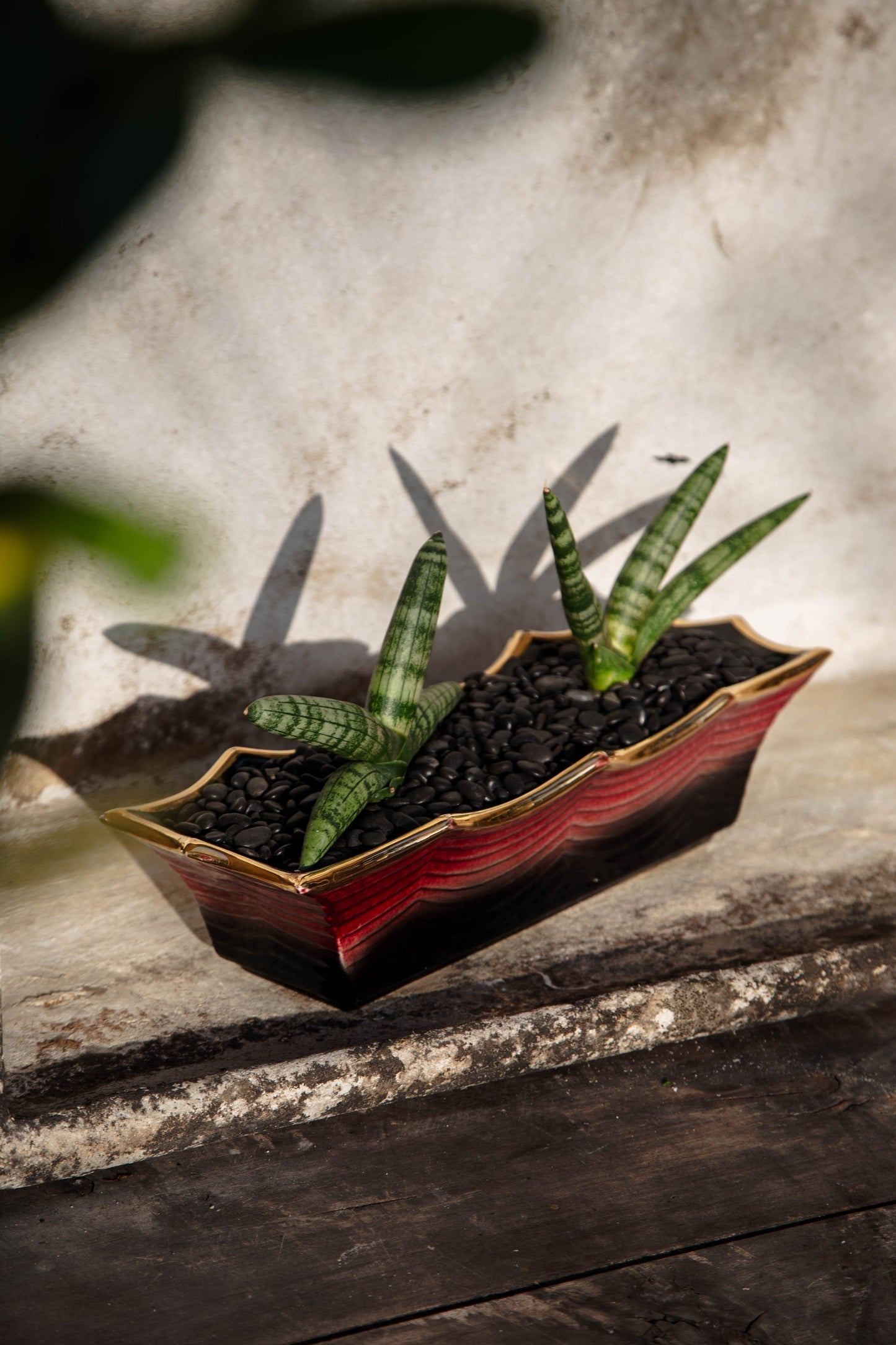 Sansevieria Cylindrical 'Starfish Snake Plant' in Vintage Hull Pink and Black Vessel