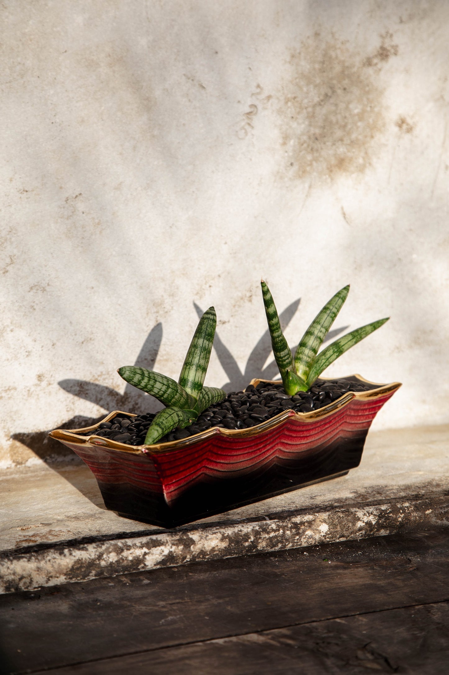 Sansevieria Cylindrical 'Starfish Snake Plant' in Vintage Hull Pink and Black Vessel