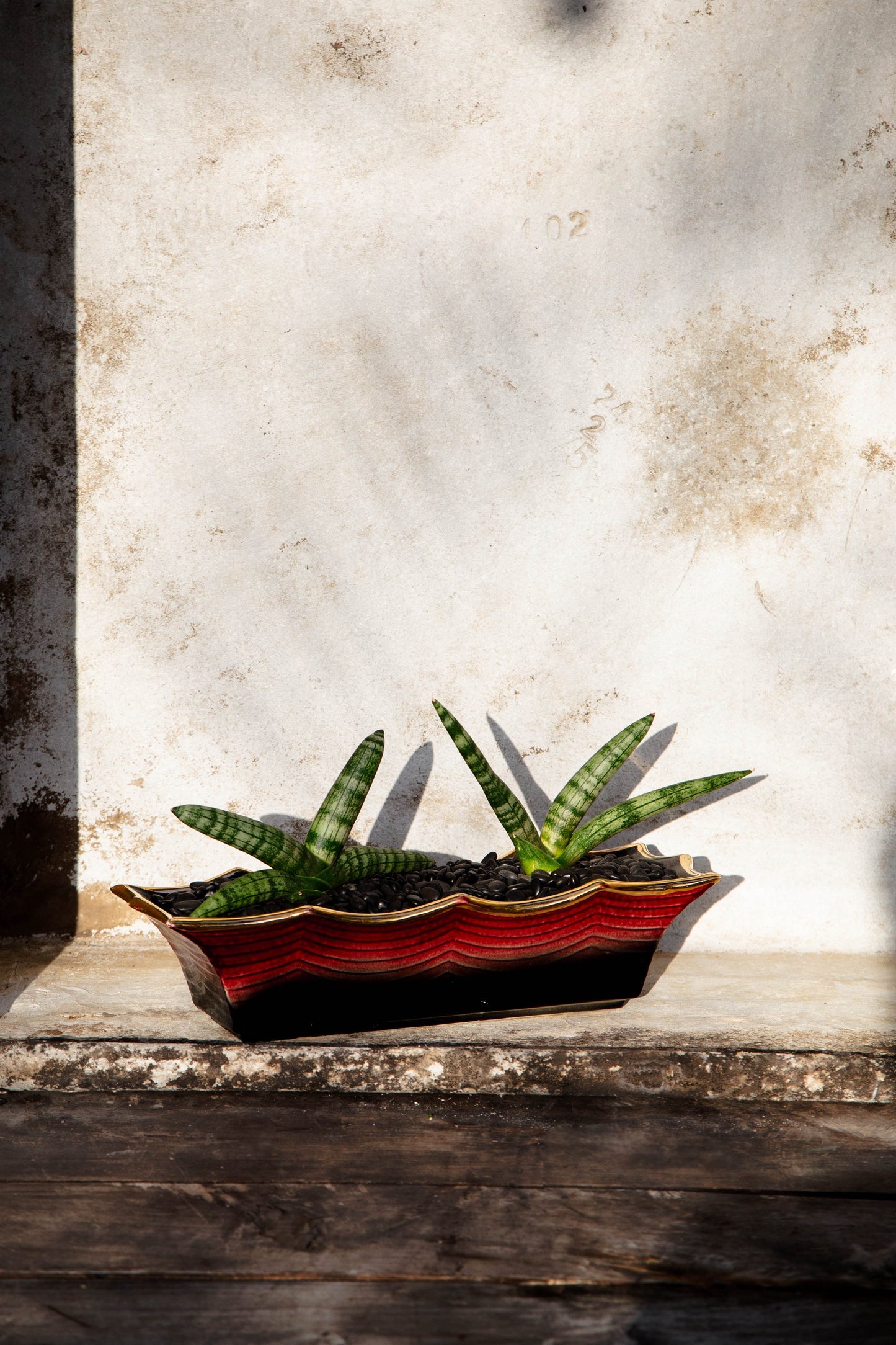 Sansevieria Cylindrical 'Starfish Snake Plant' in Vintage Hull Pink and Black Vessel