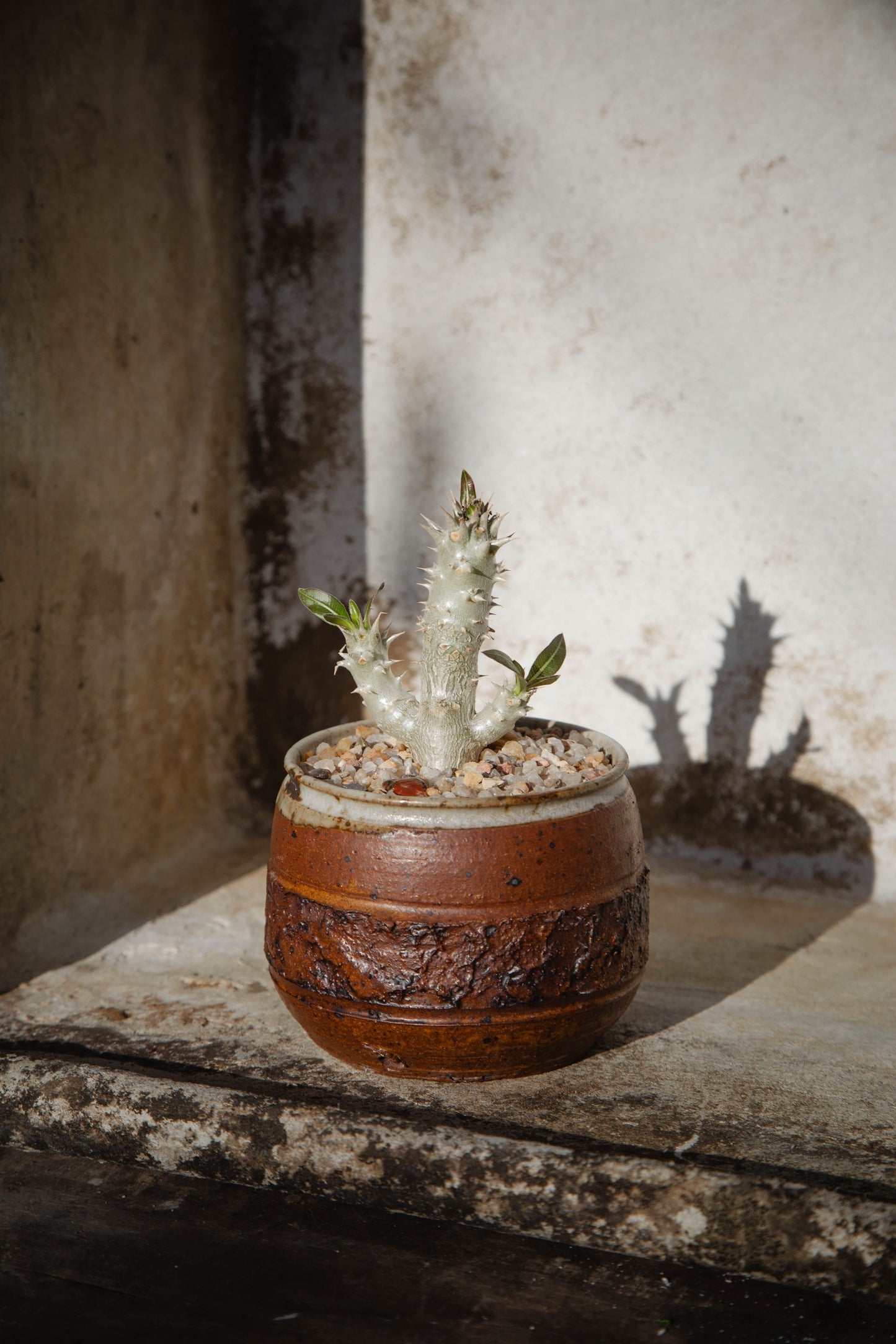Pachypodium Horombense 'Horombe Clubfoot' in a Vintage Red Handmade Ceramic Bowl