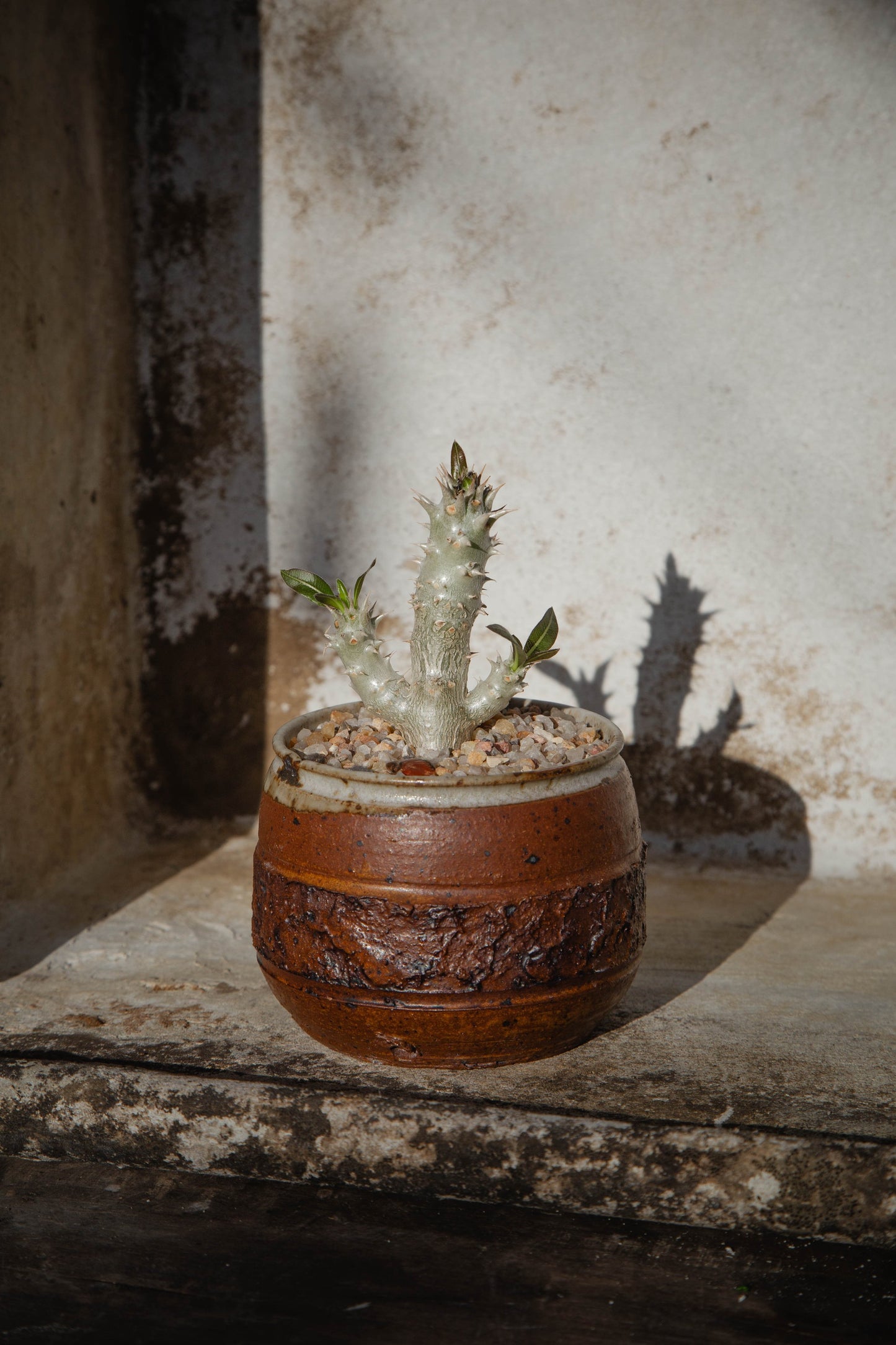 Pachypodium Horombense 'Horombe Clubfoot' in a Vintage Red Handmade Ceramic Bowl