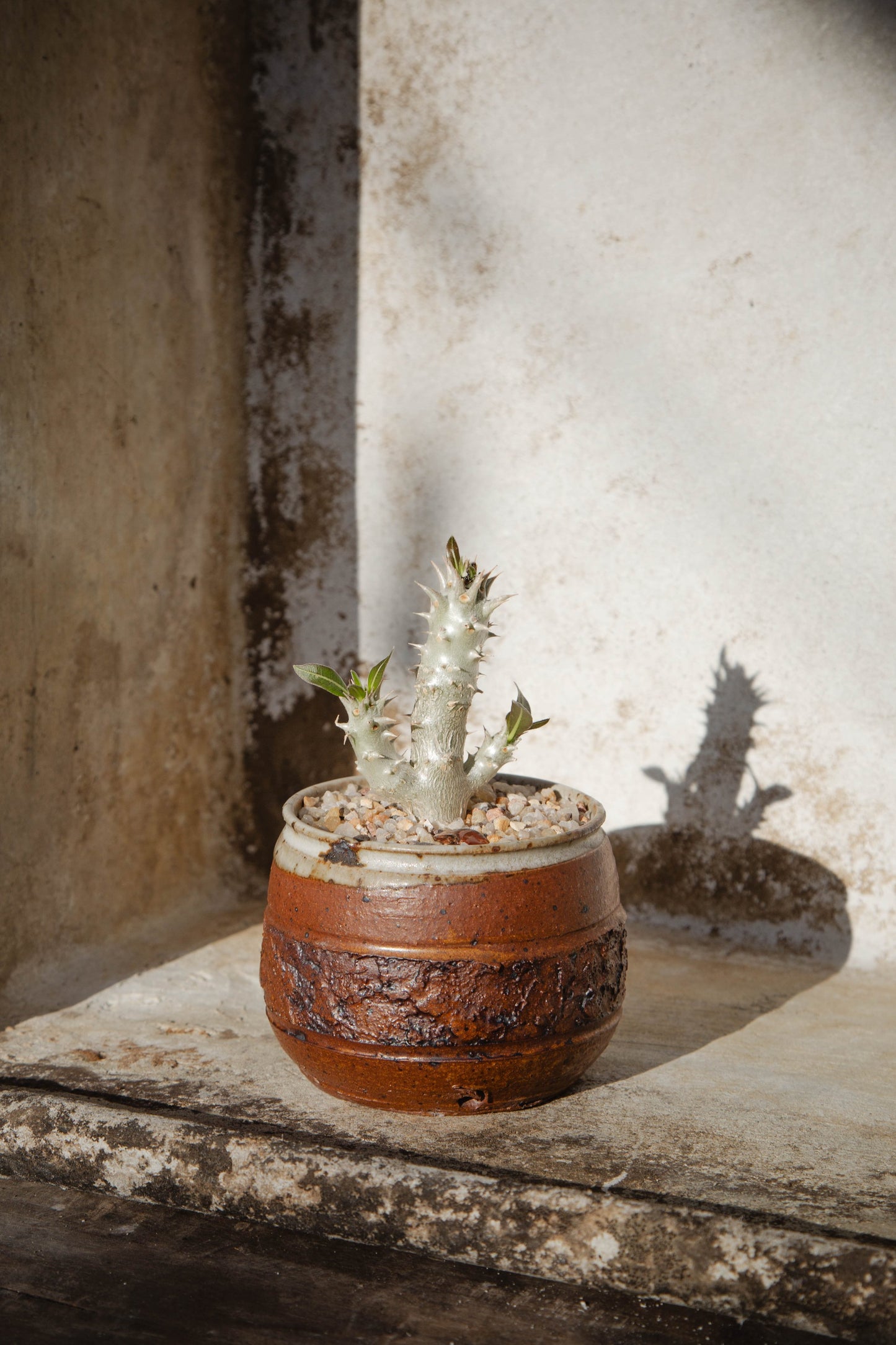 Pachypodium Horombense 'Horombe Clubfoot' in a Vintage Red Handmade Ceramic Bowl