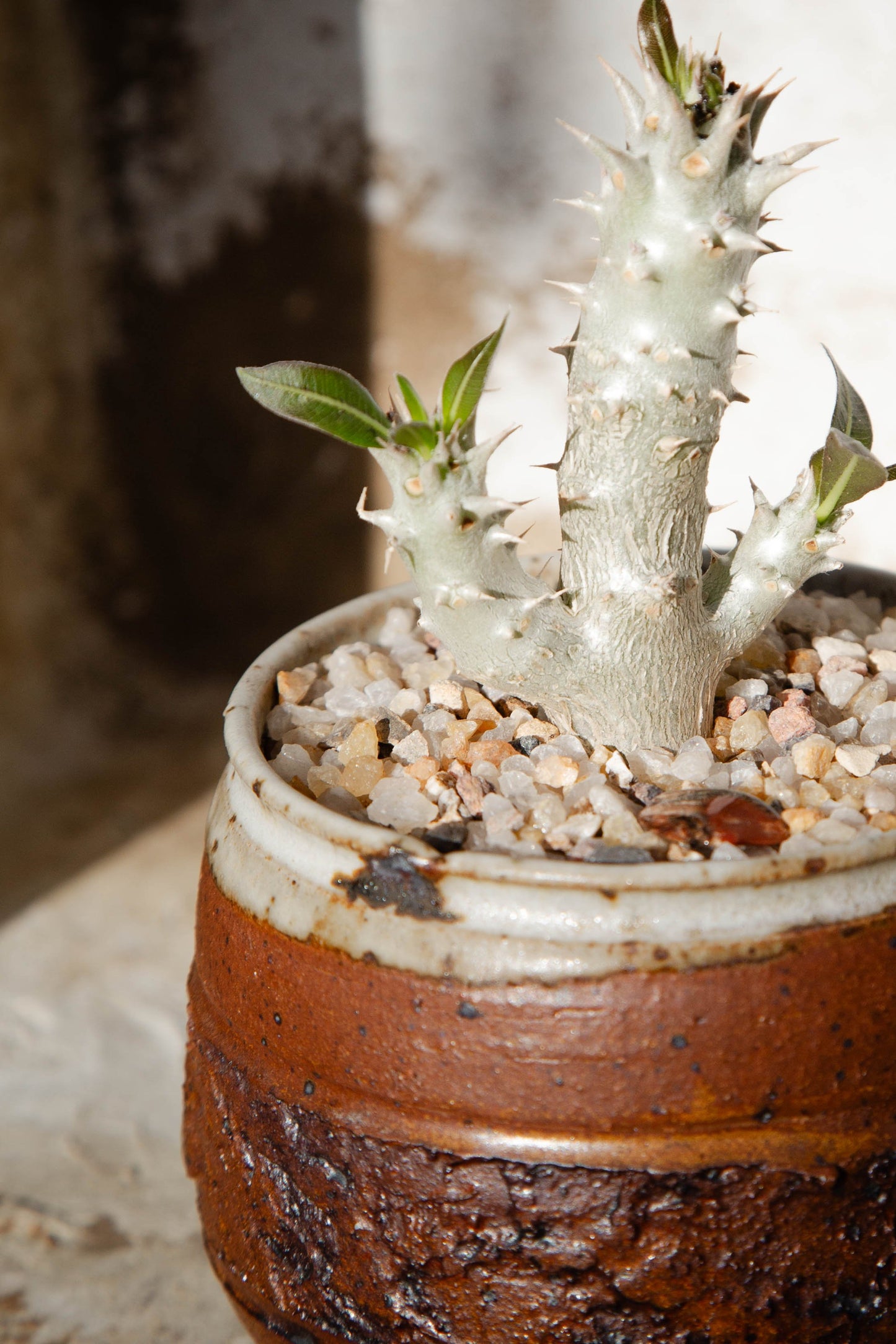 Pachypodium Horombense 'Horombe Clubfoot' in a Vintage Red Handmade Ceramic Bowl