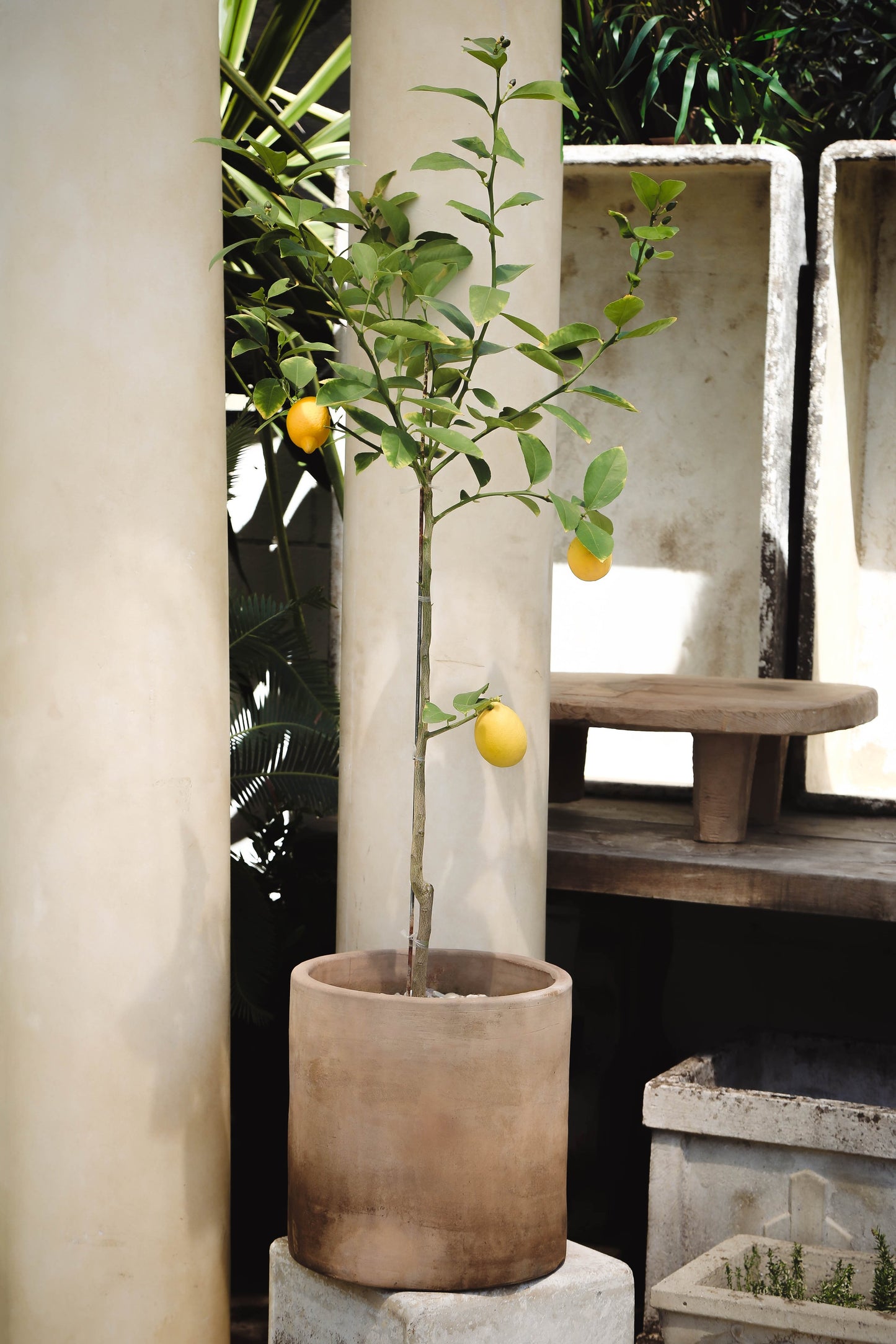 Potted Citrus in Aged Cylinder Terracotta Planter