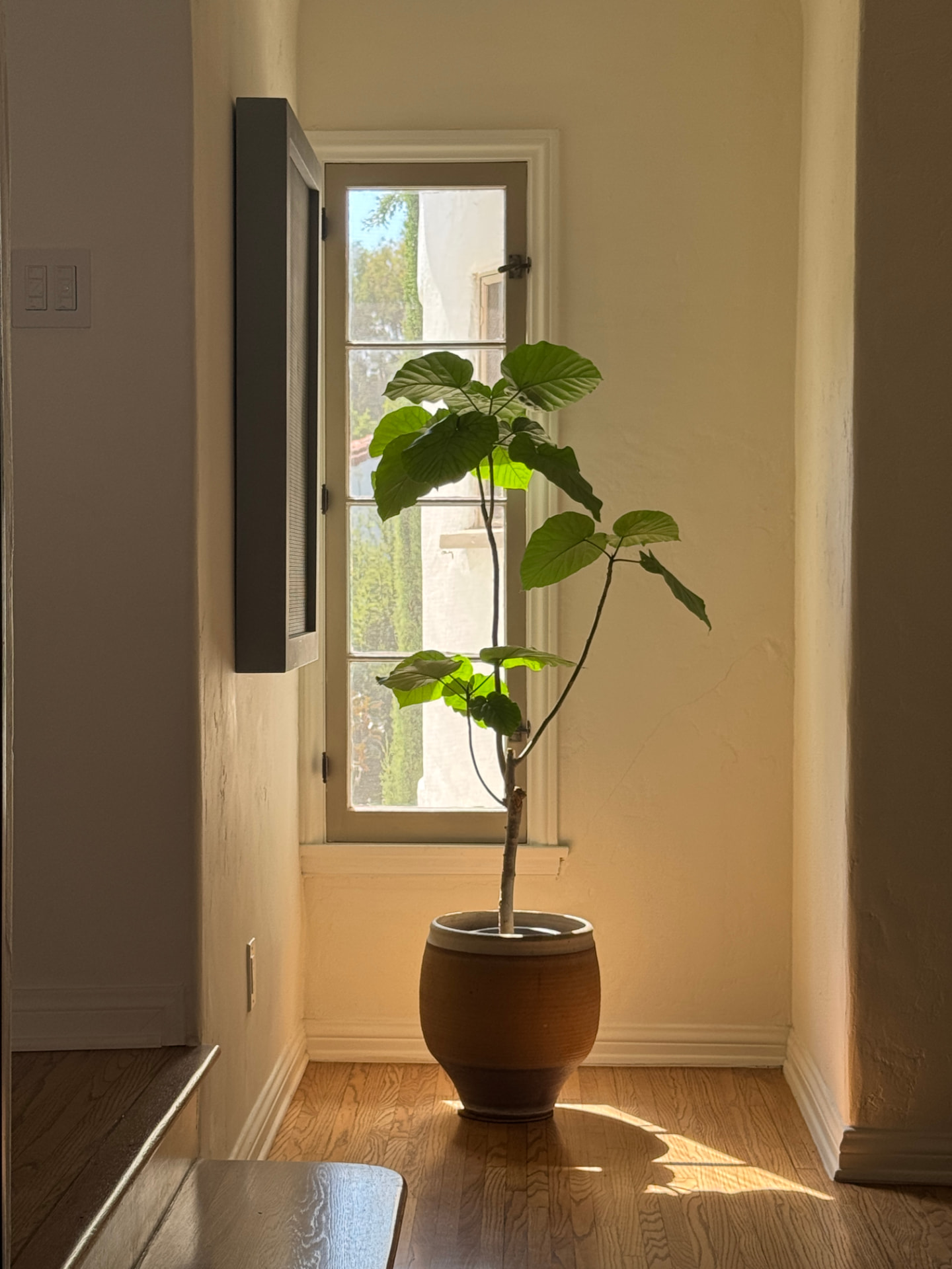 Tall fiddle-leaf fig in a glazed stoneware pot beside a shuttered casement window