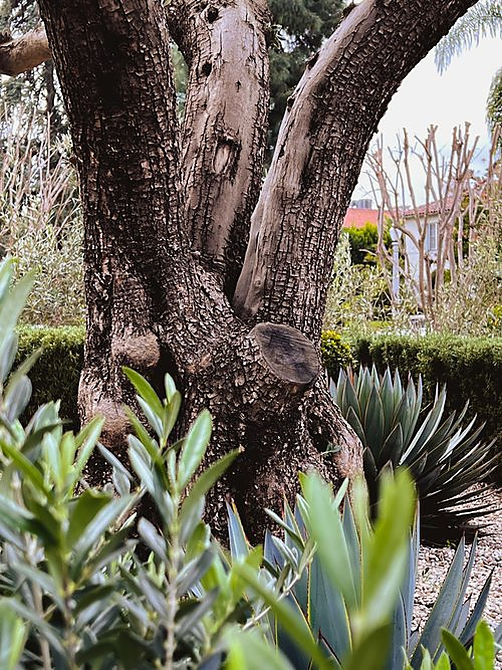 Windsor garden, Los Angeles landscape design by Hommes + Gardens, view 5