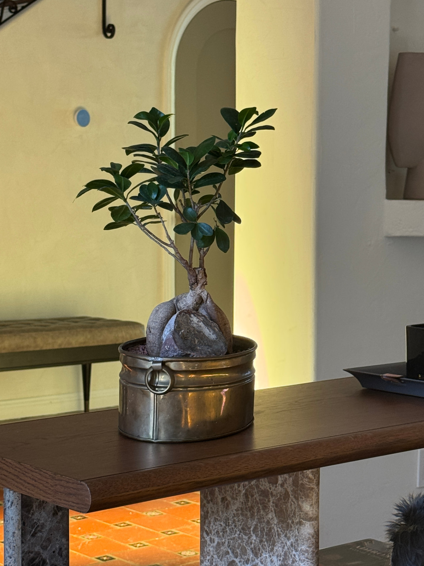 Small sculptural ficus in an aged brass vessel on a dark wood console