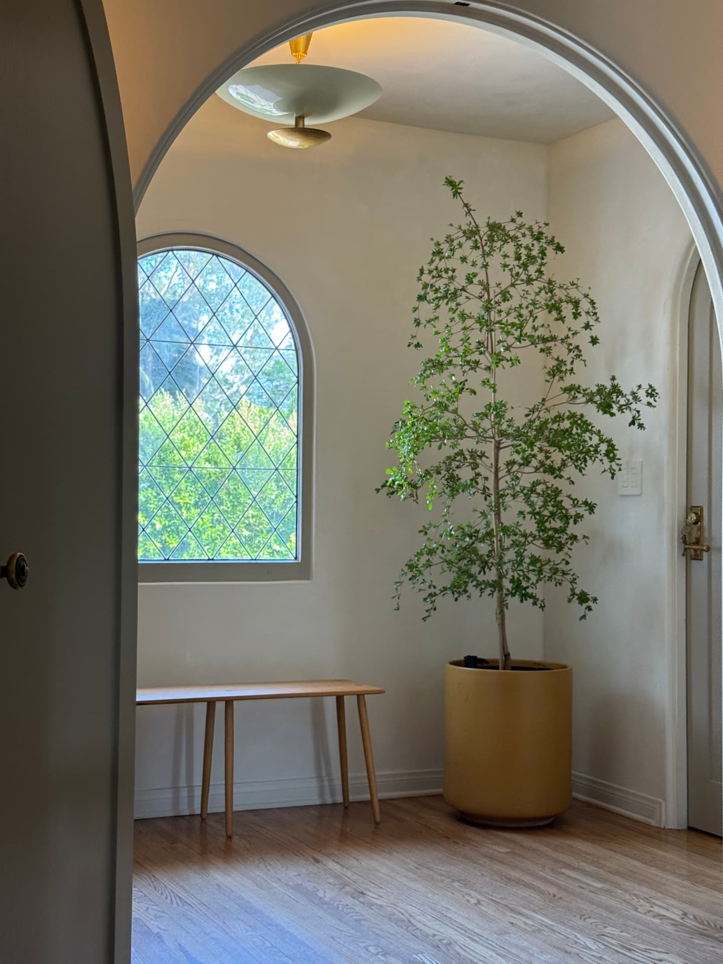 Slim specimen tree in an ochre cylinder planter beneath a plaster arch and leaded window