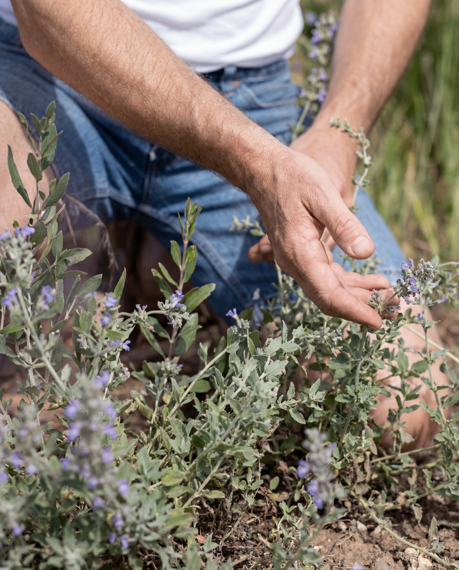 Hand selecting and examining flowering plant material in the garden
