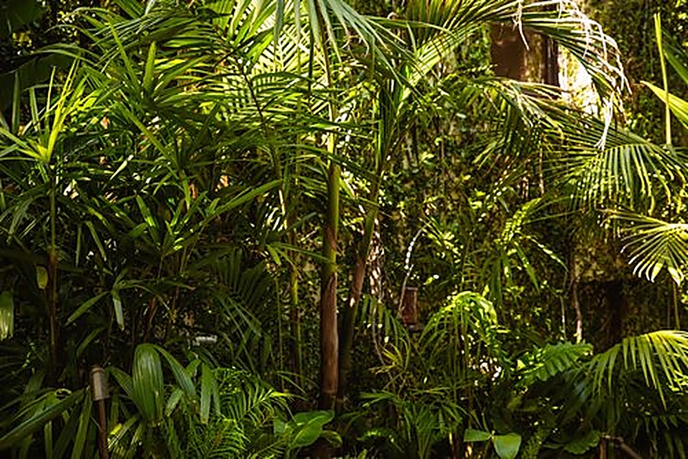 Queens garden, Los Angeles landscape design by Hommes + Gardens, view 13