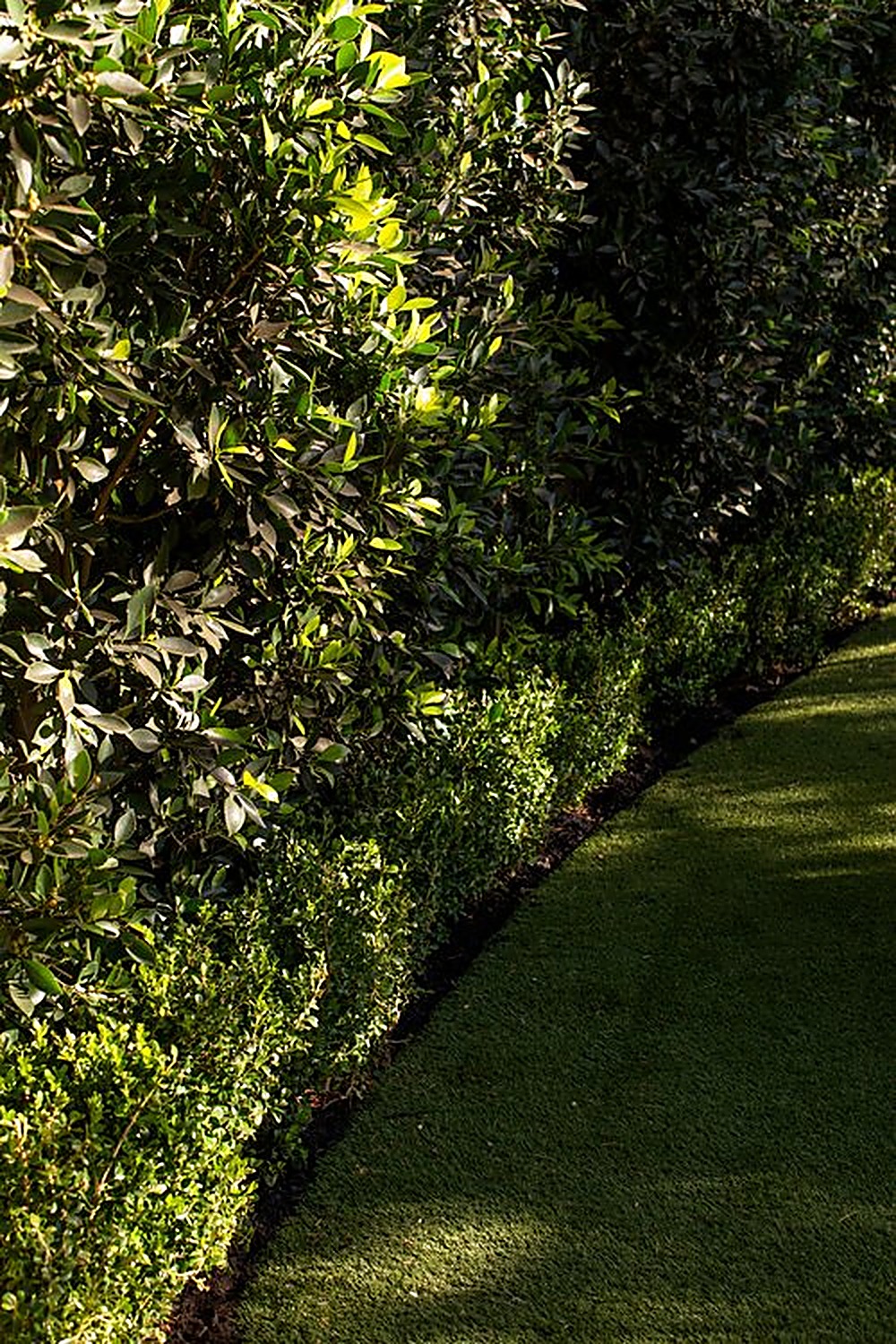Westlake garden, Los Angeles landscape design by Hommes + Gardens, view 6