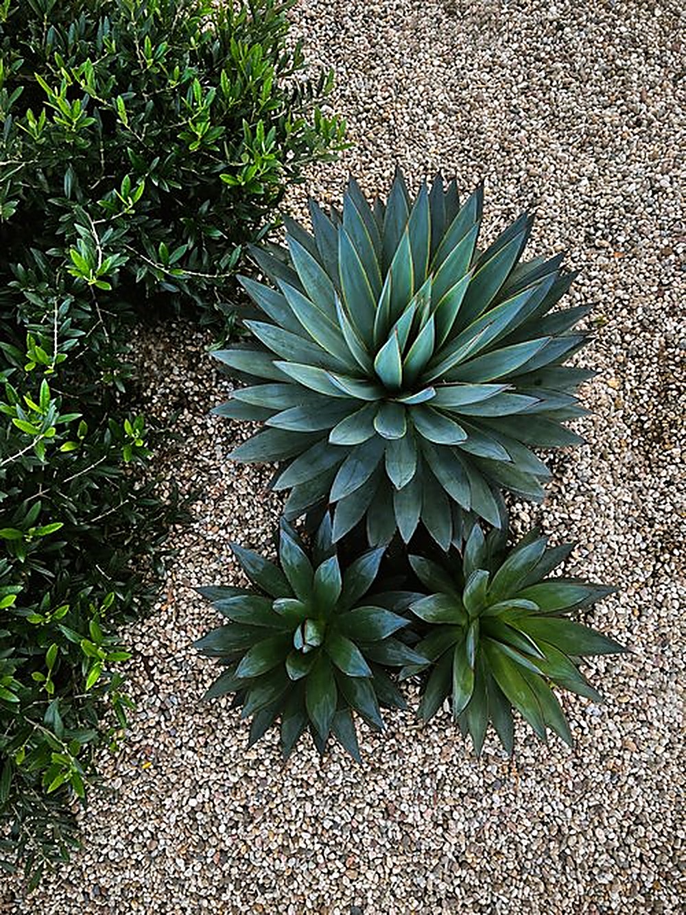 Windsor garden, Los Angeles landscape design by Hommes + Gardens, view 8