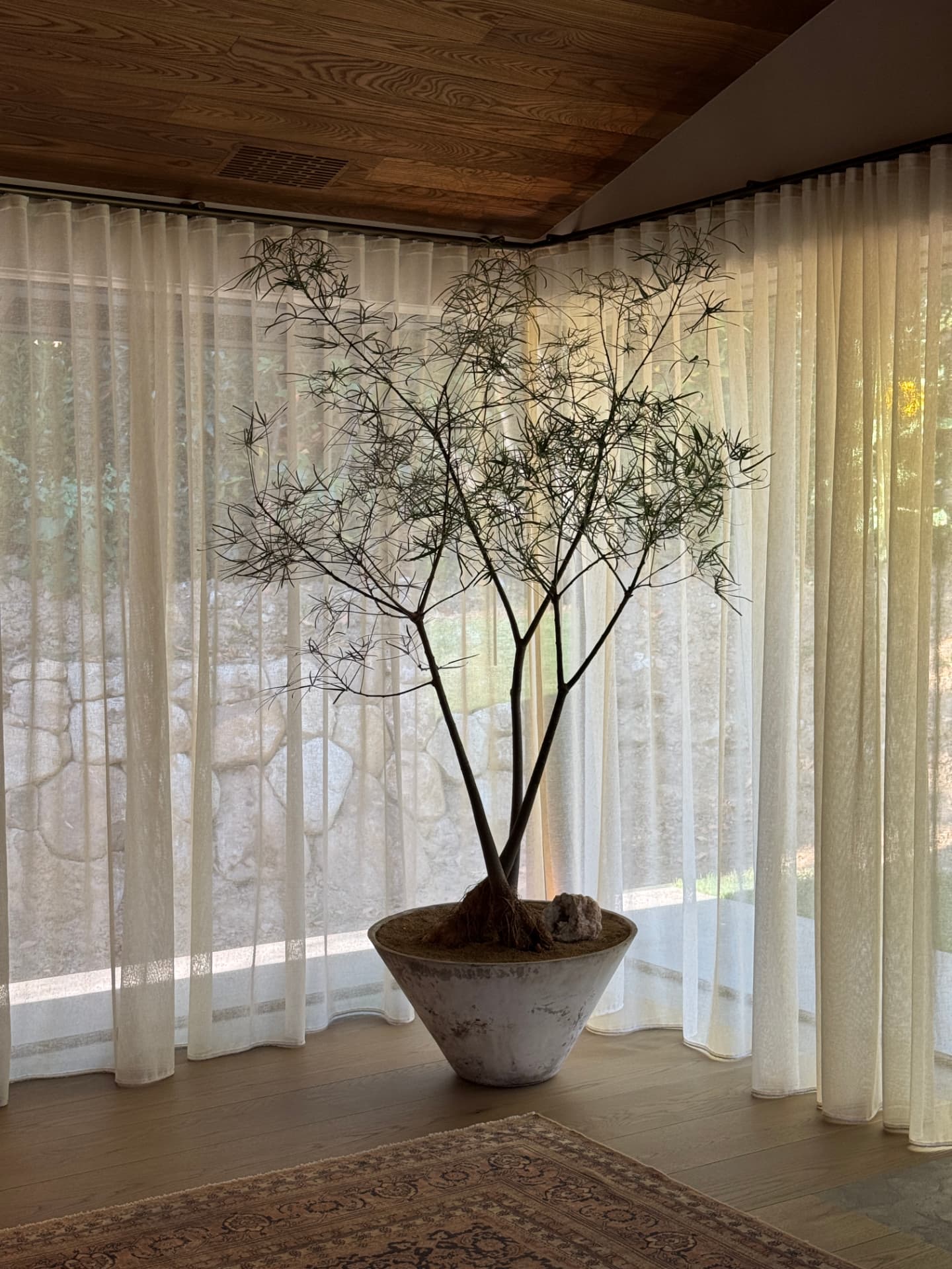 Fine-leafed specimen tree in a chalky white cone vessel against sheer linen curtains