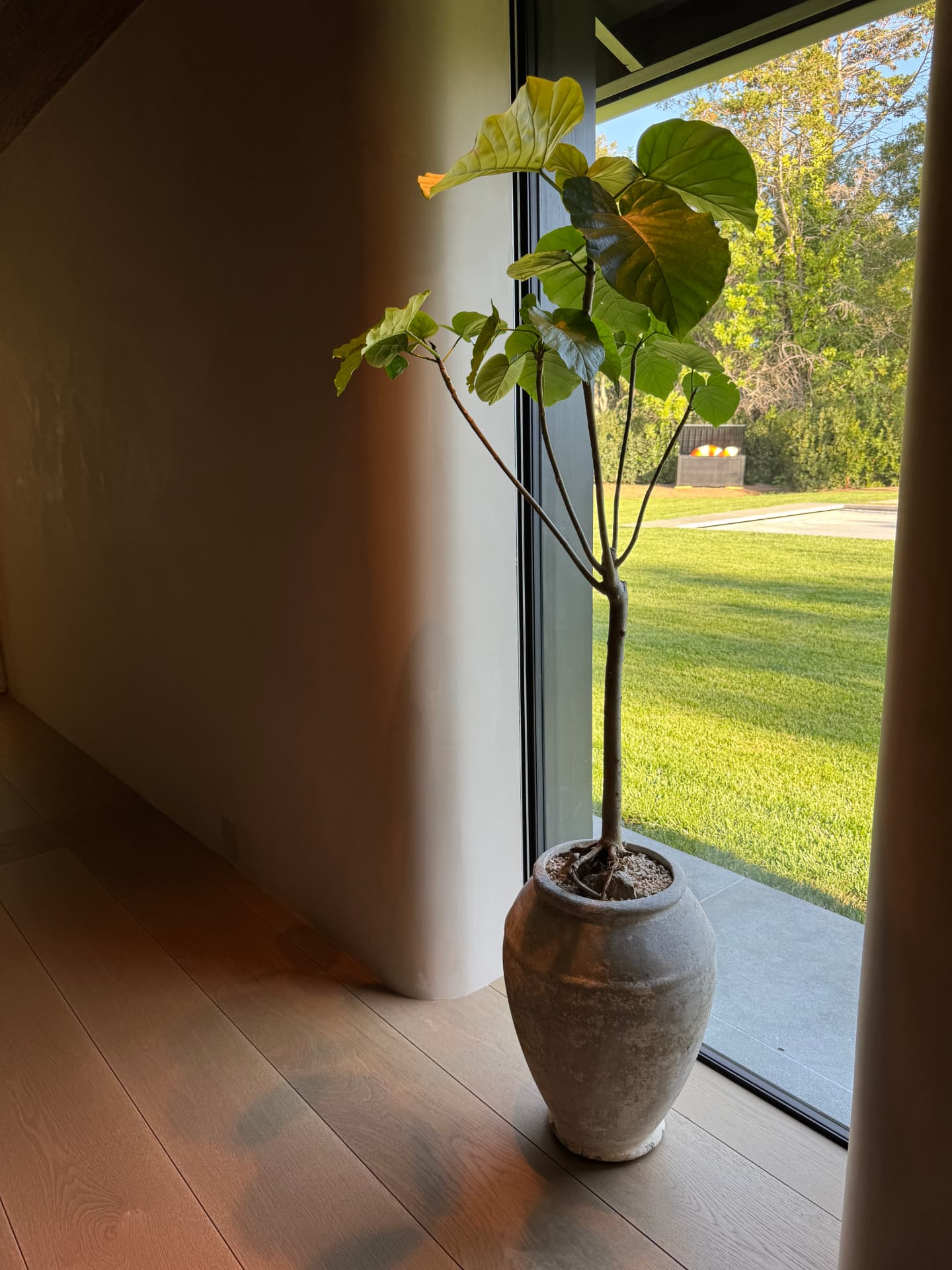Young fiddle-leaf fig in a weathered antique urn beside a full-height window, Los Angeles interior plant design by Hommes + Gardens