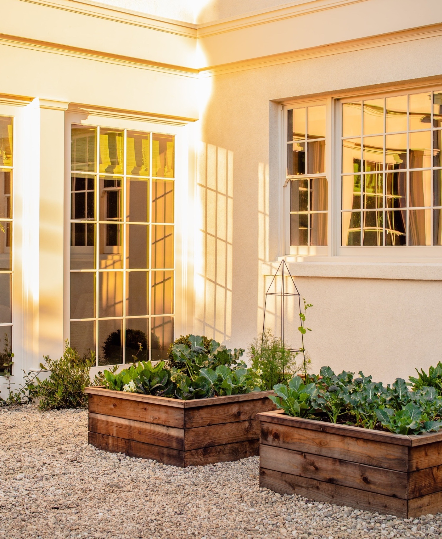 Cedar raised vegetable beds with broccoli and leafy greens beside a sunlit home, edible garden design by Hommes + Gardens, Los Angeles