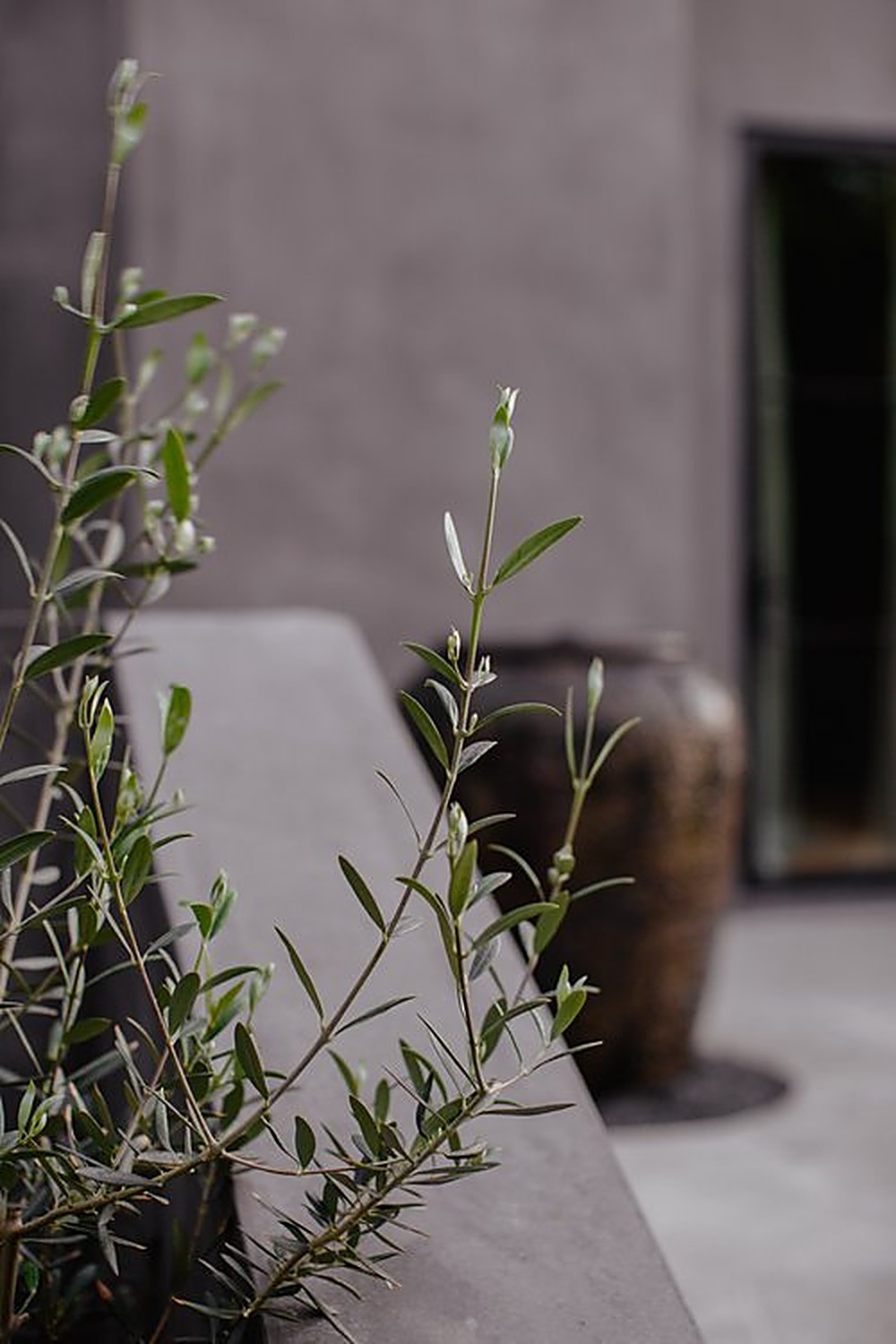 Orlando garden, Los Angeles landscape design by Hommes + Gardens, view 1