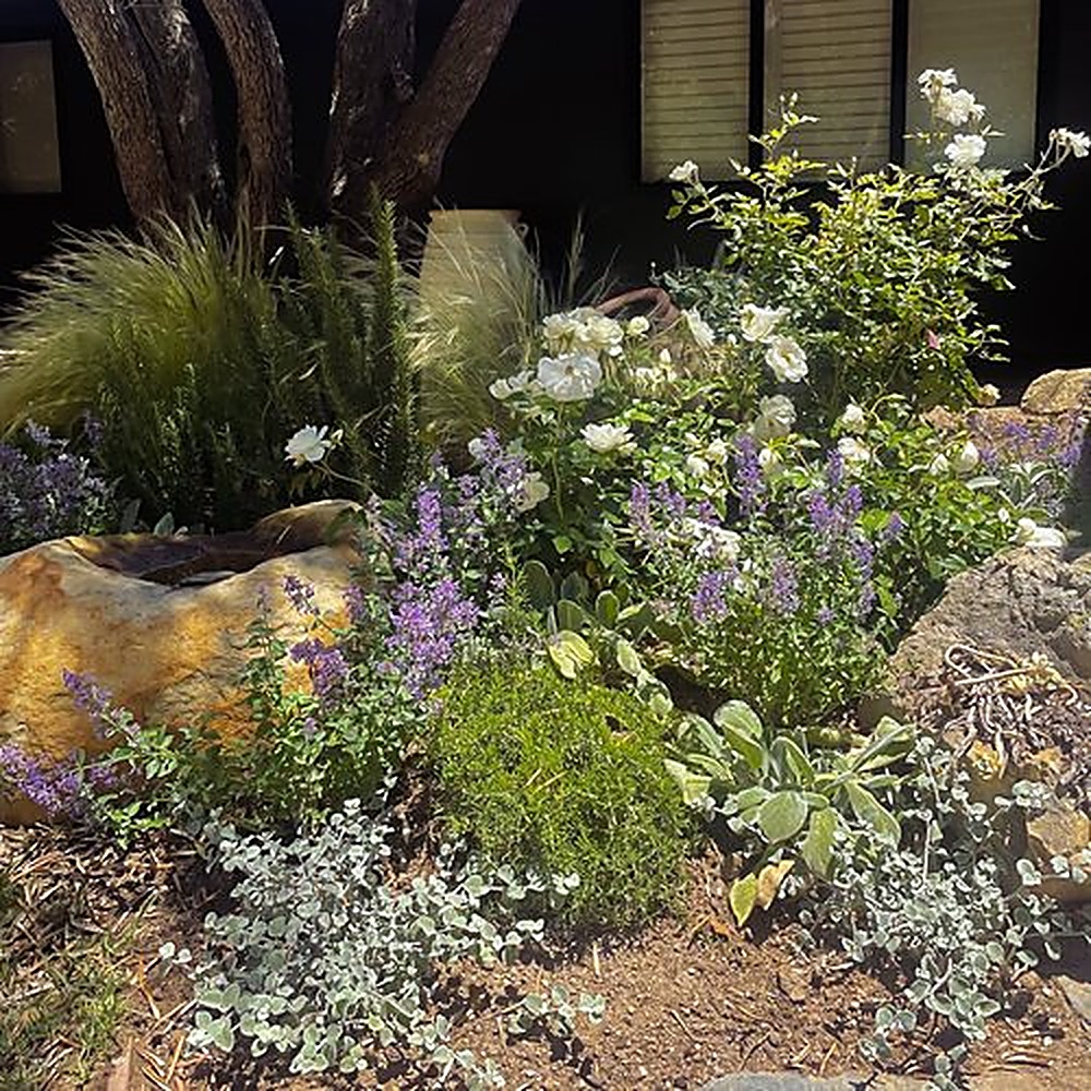 San Ysidro garden, Los Angeles landscape design by Hommes + Gardens, view 4