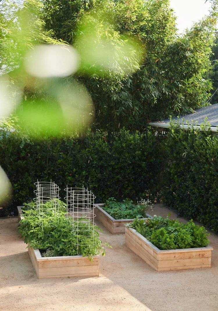 Cedar raised beds with leafy greens and herbs in a kitchen garden