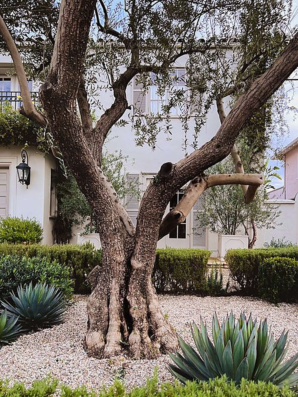 Windsor garden, Los Angeles landscape design by Hommes + Gardens, view 7
