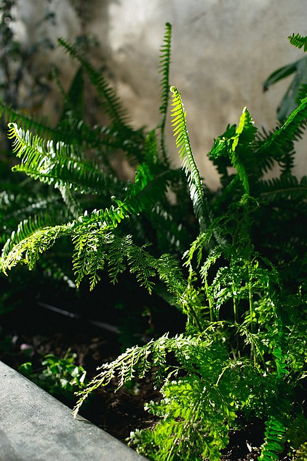 Queens garden, Los Angeles landscape design by Hommes + Gardens, view 14