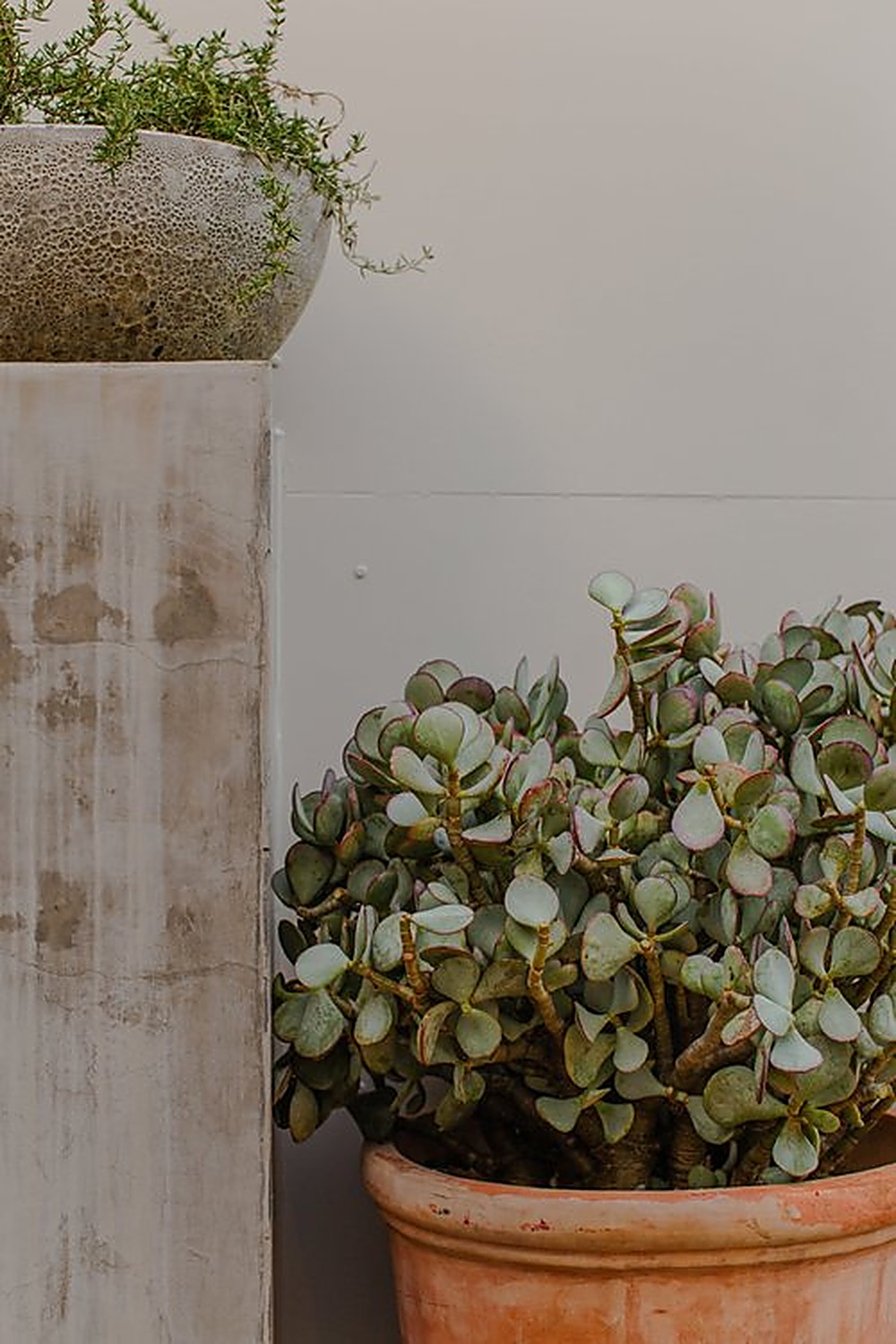 El Camino garden, Los Angeles landscape design by Hommes + Gardens, view 7