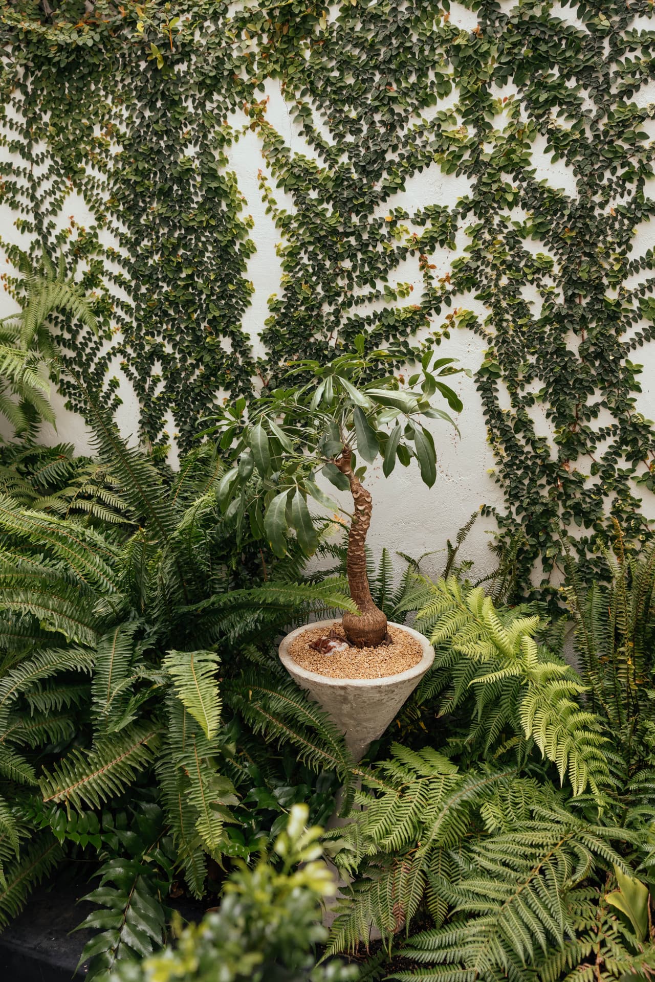 Outpost garden, Los Angeles landscape design by Hommes + Gardens, view 12