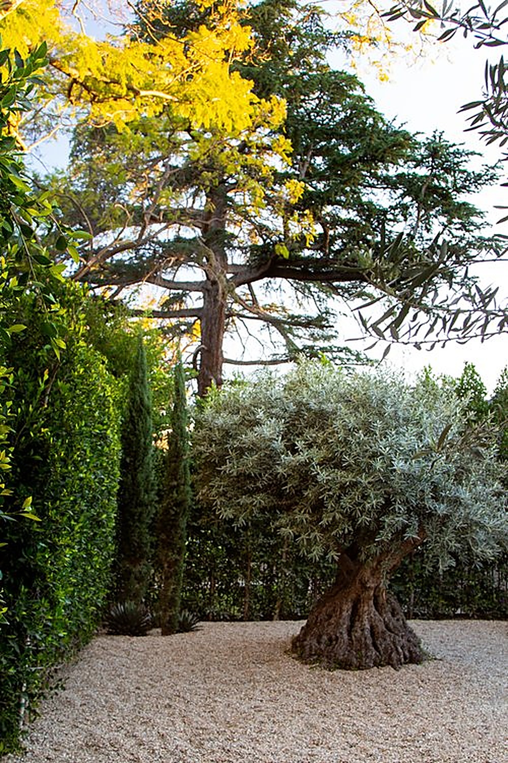 Orlando garden, Los Angeles landscape design by Hommes + Gardens, view 6