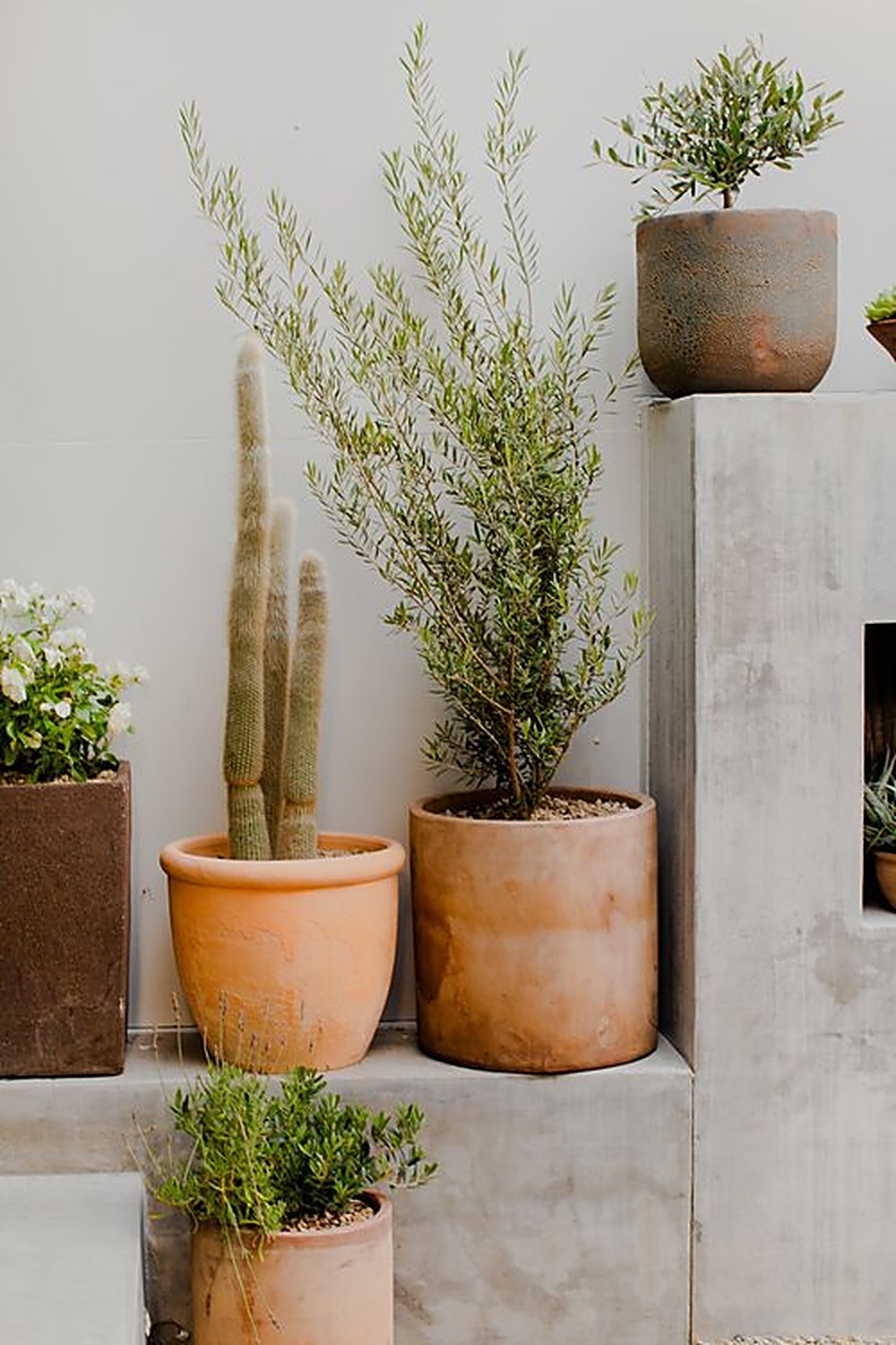 El Camino garden, Los Angeles landscape design by Hommes + Gardens, view 8