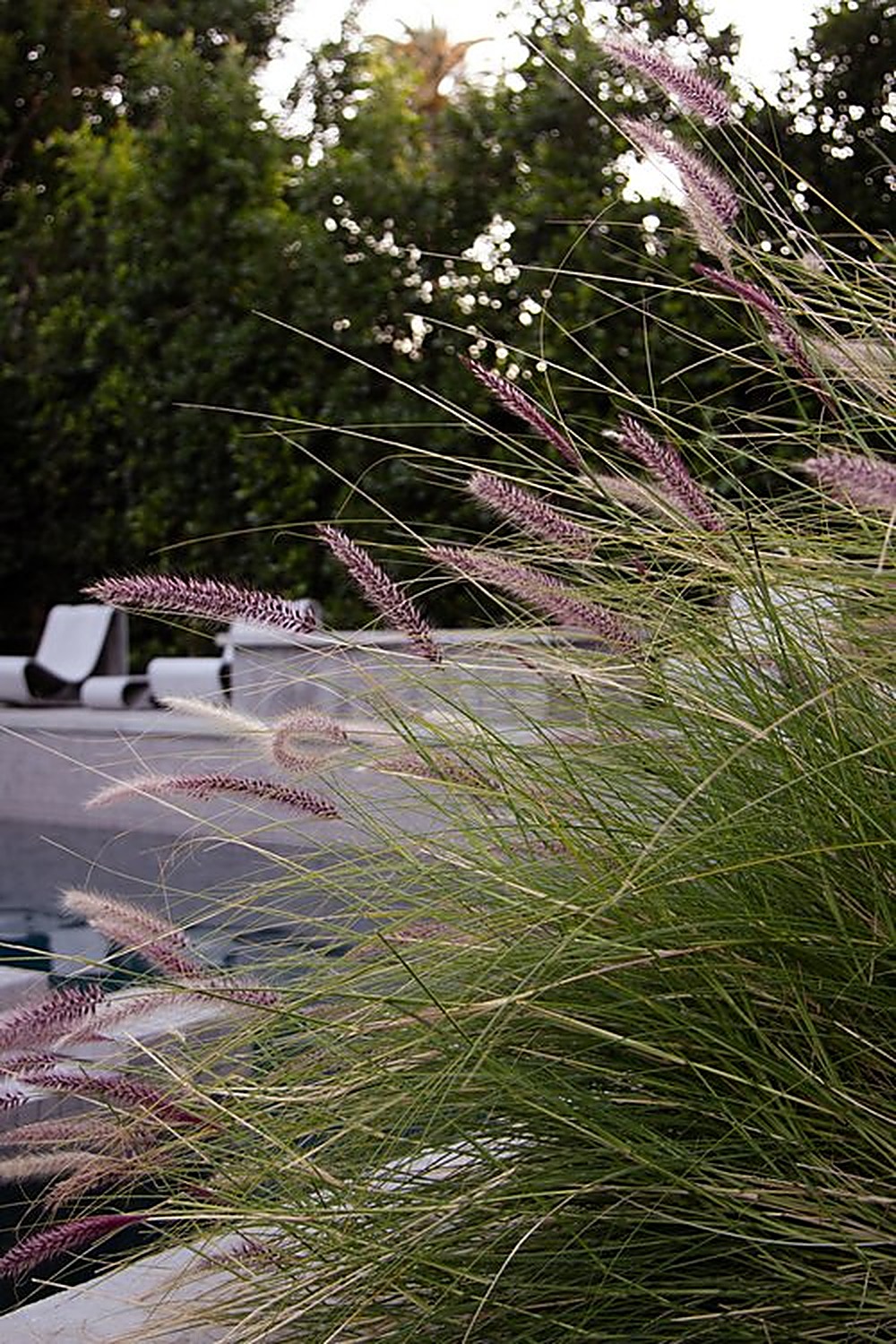 Orlando garden, Los Angeles landscape design by Hommes + Gardens, view 8